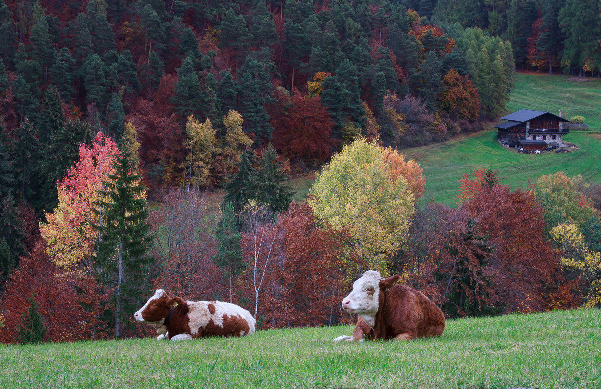 Docile sentinels ...