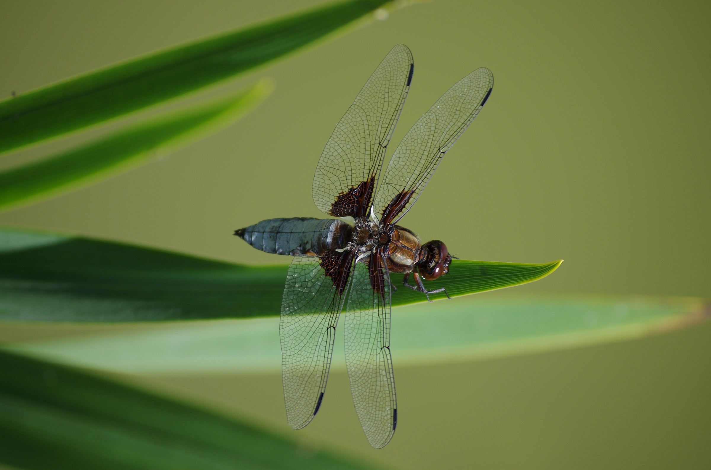 dragonfly