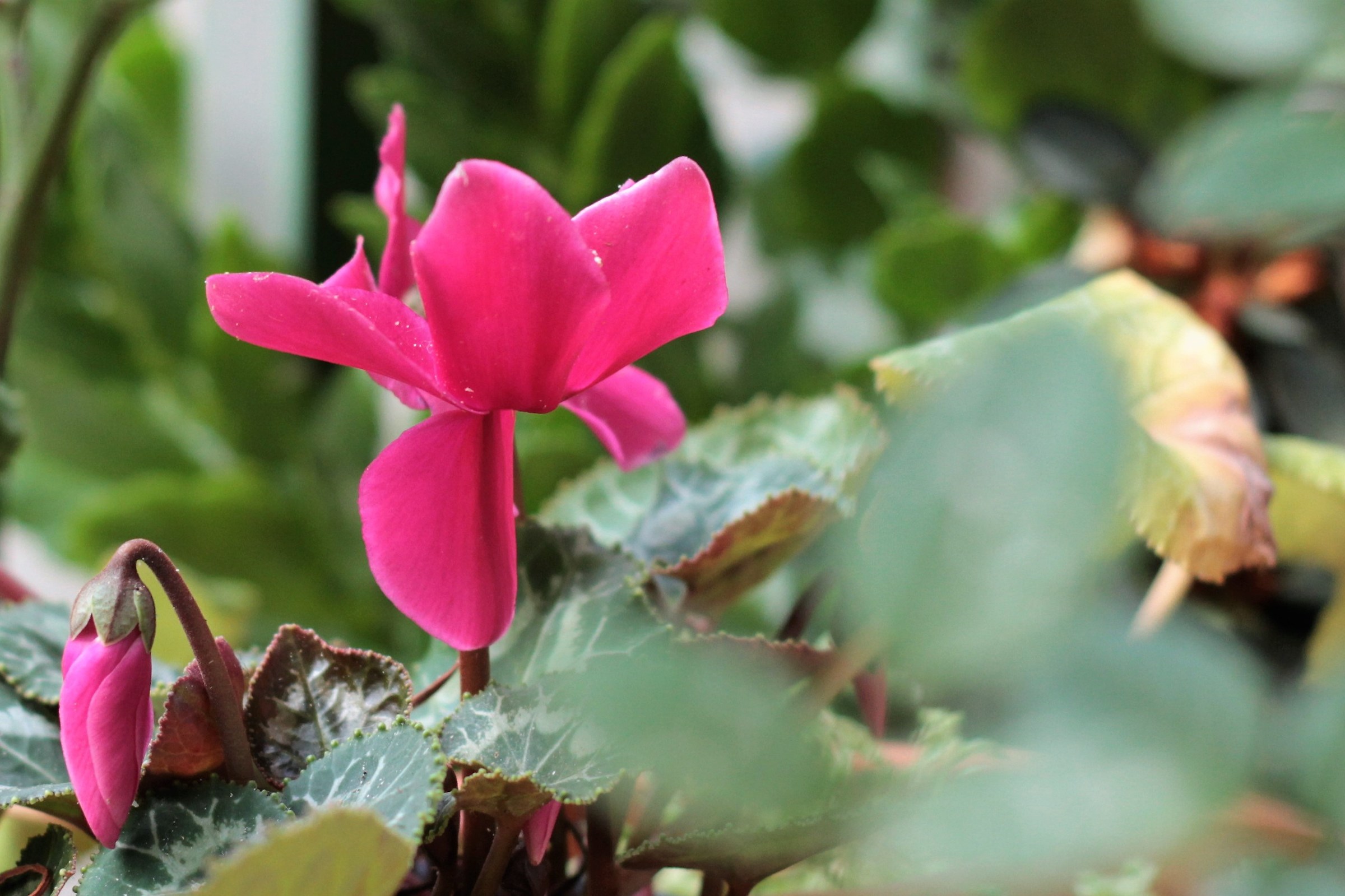 Cyclamen