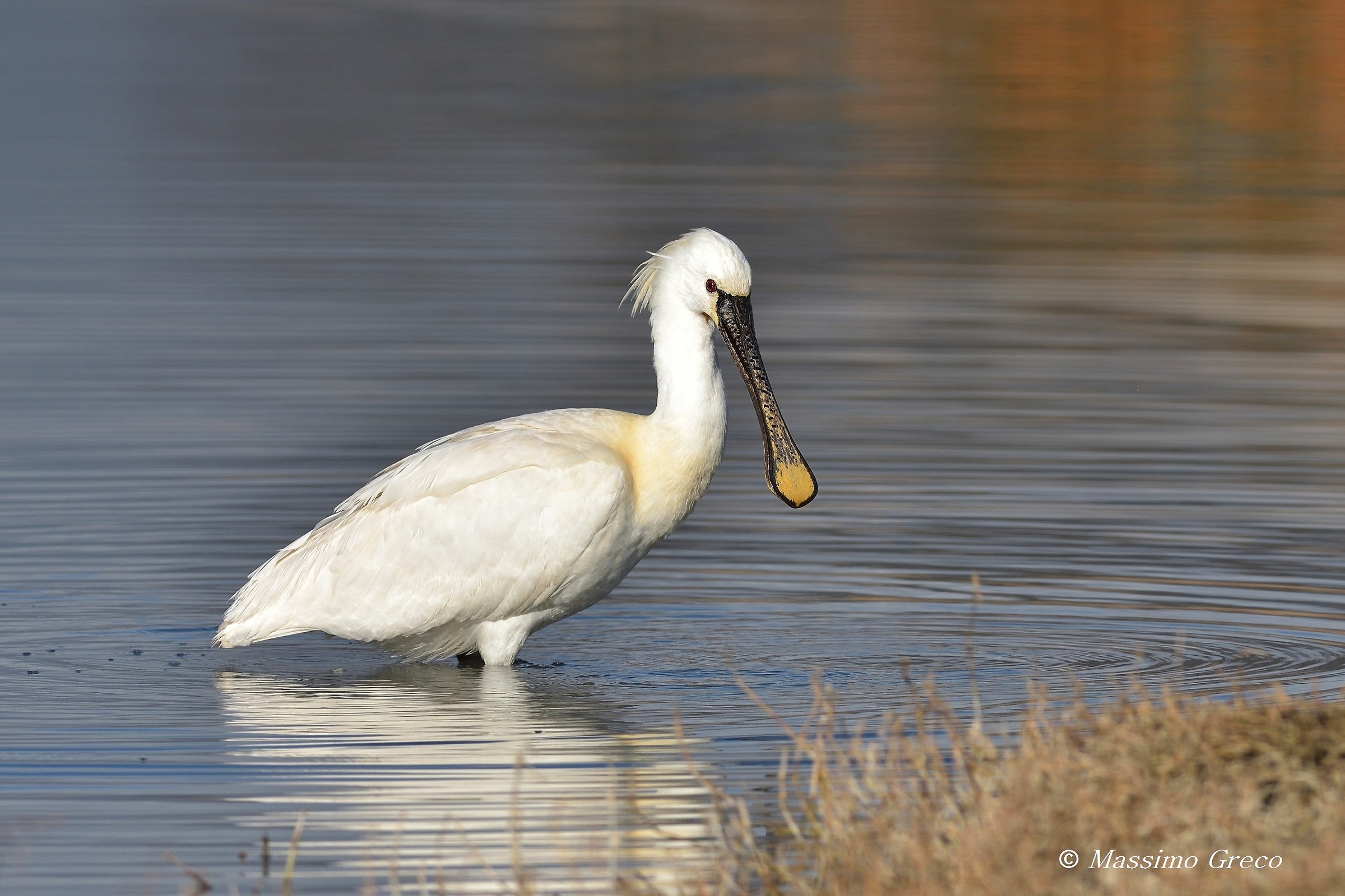 Spatola (Platalea leucorodia)