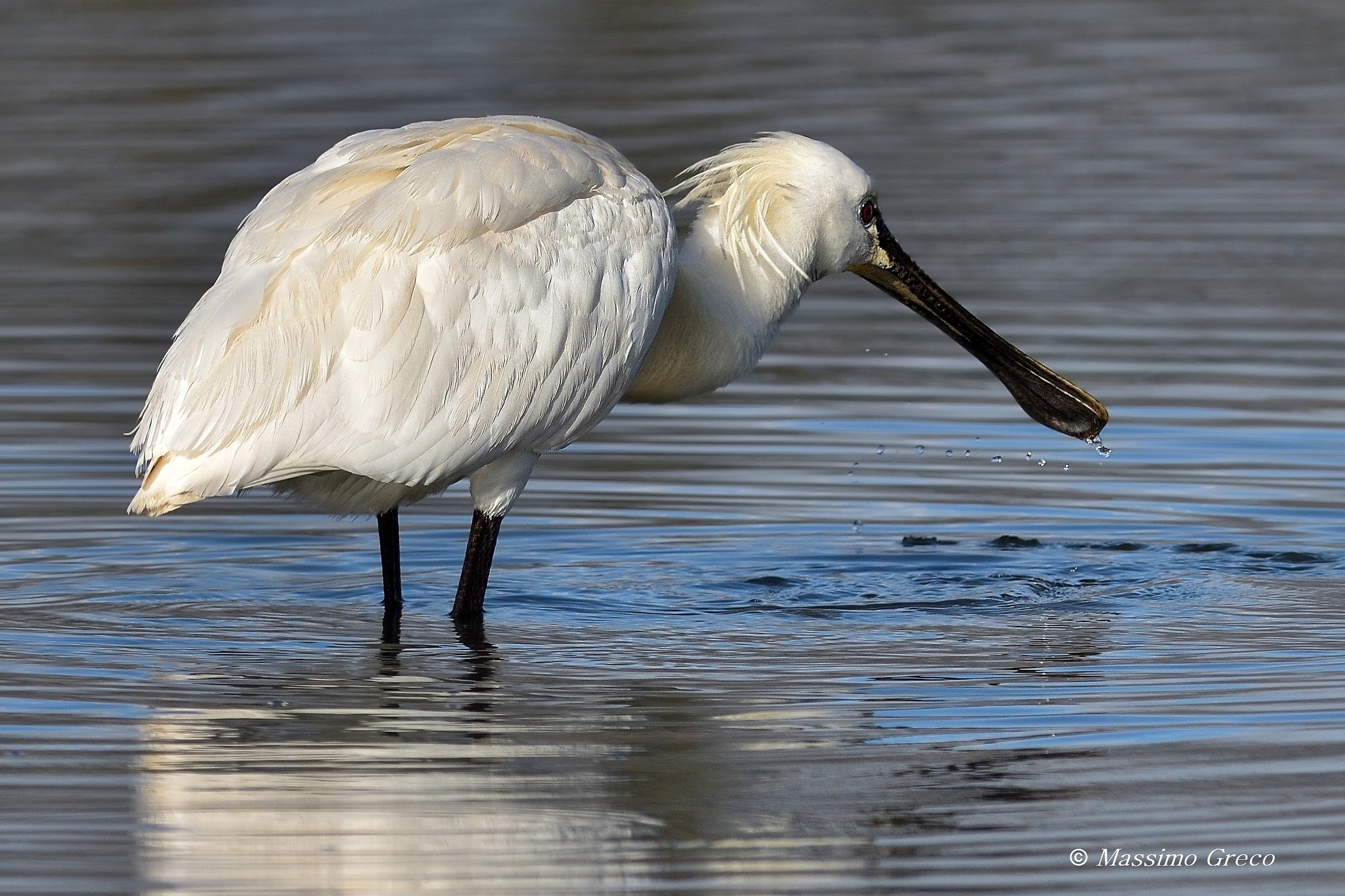 Spatola (Platalea leucorodia)