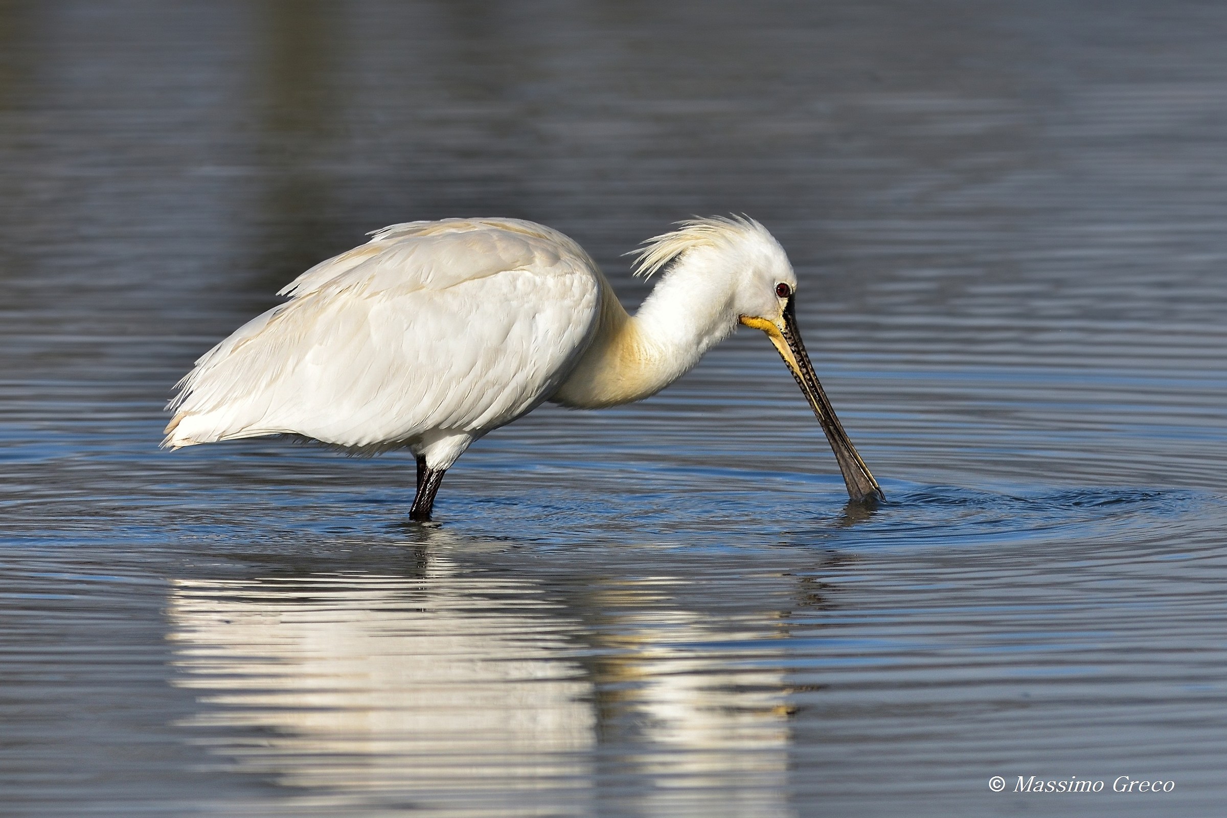 Spatola (Platalea leucorodia)