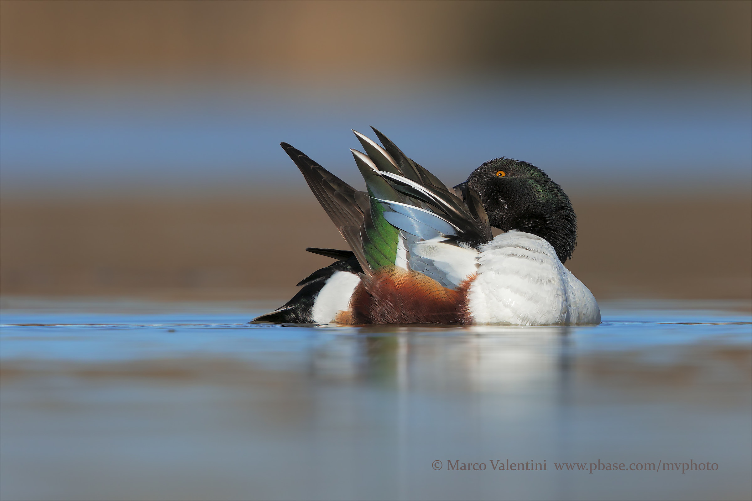 Shoveler