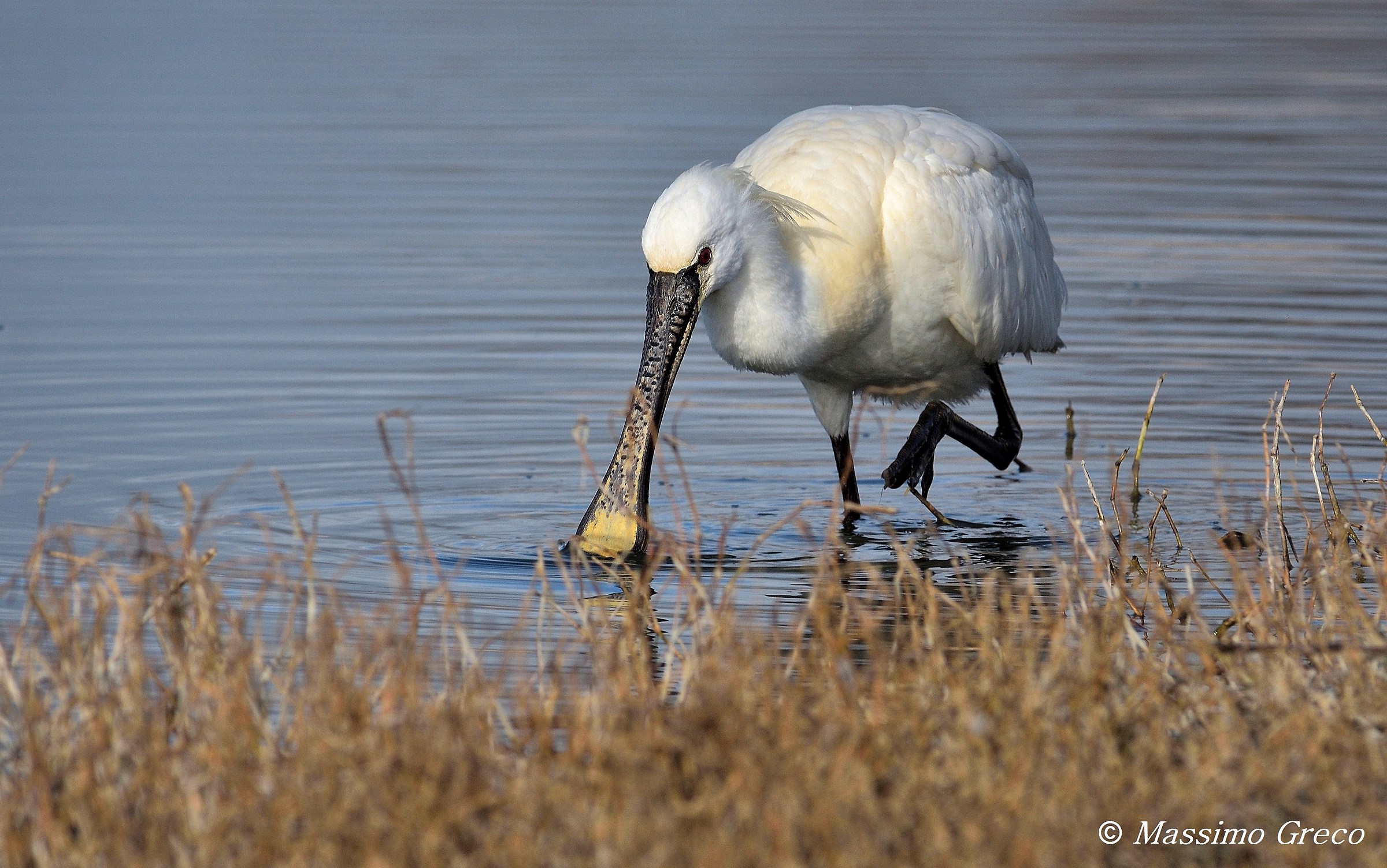 Spatola (Platalea leucorodia)
