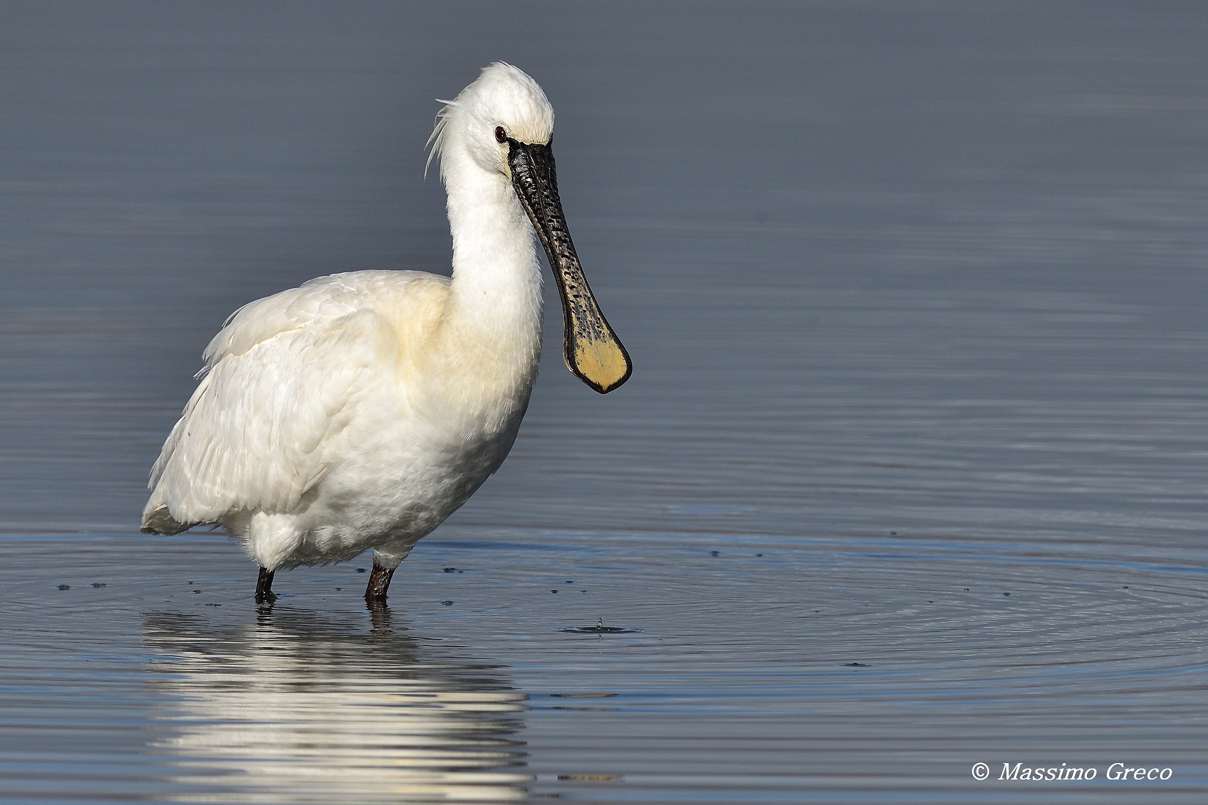 Spatola (Platalea leucorodia)