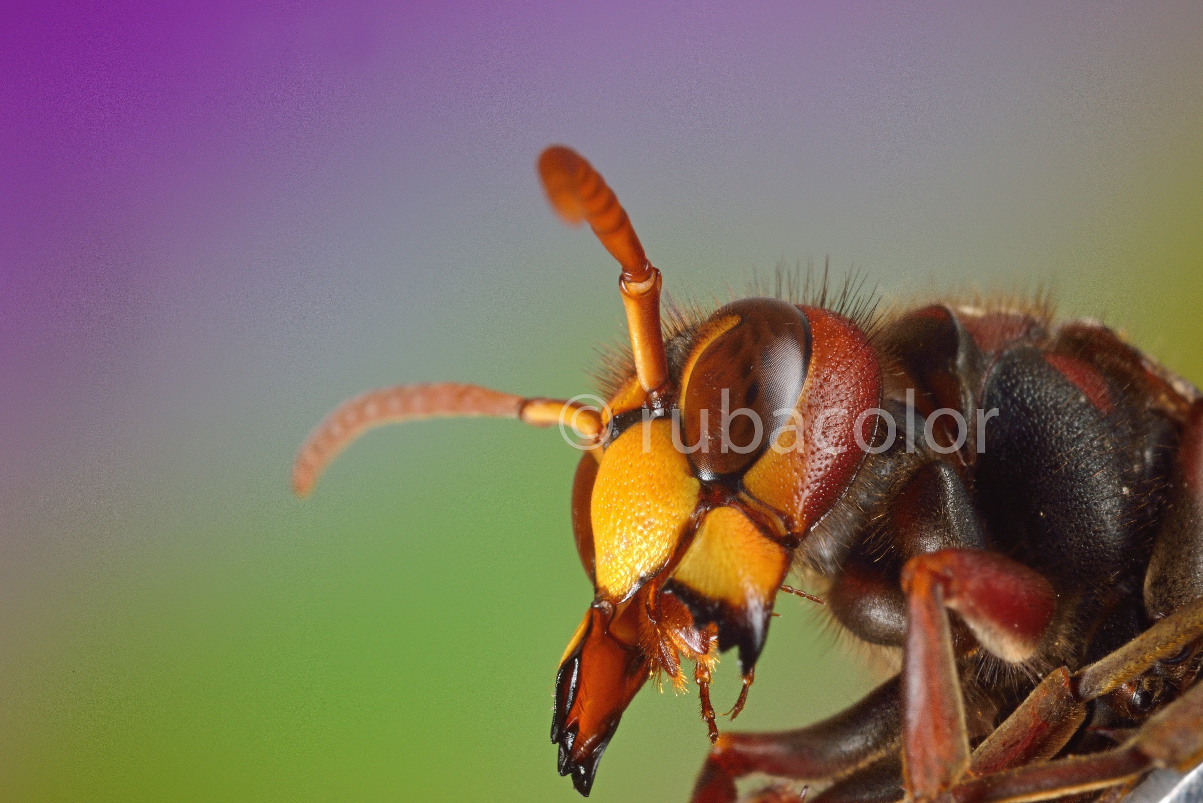 Le fauci del calabrone