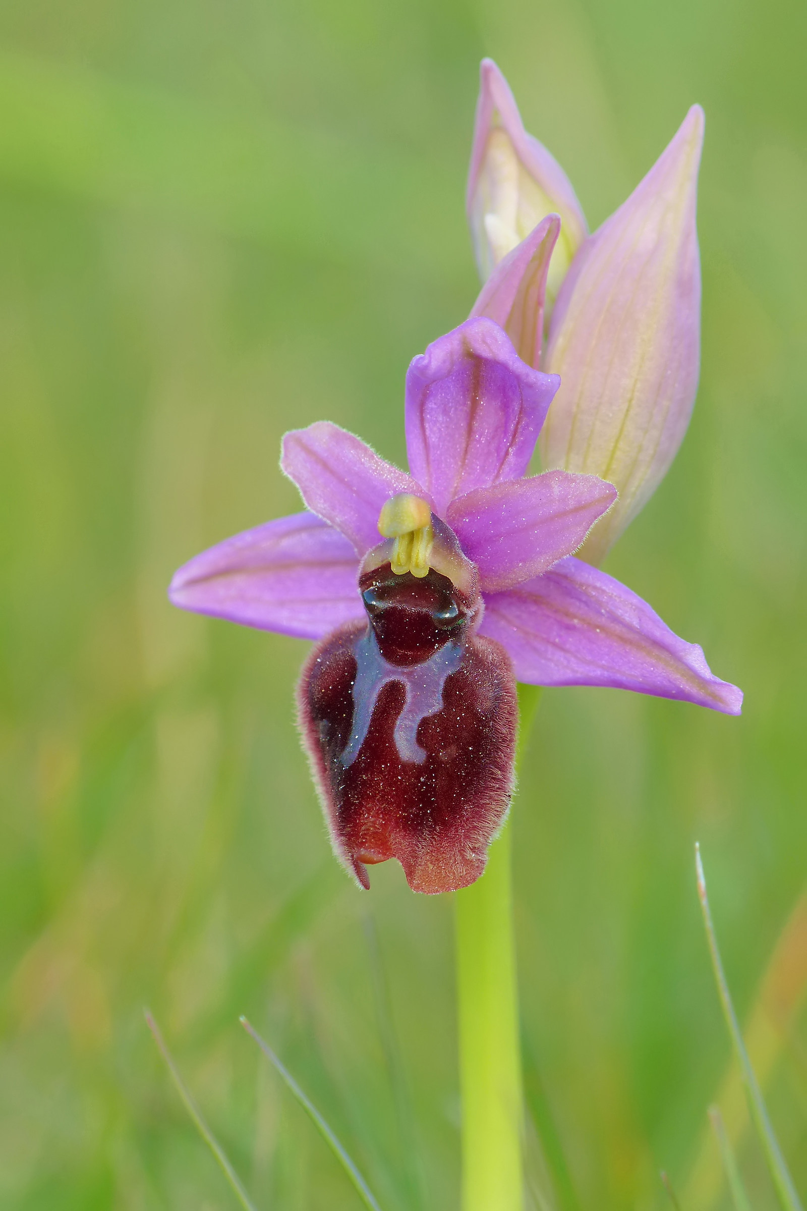 Ophrys sipontensis x Ophrys tenthredinifera subsp. negl