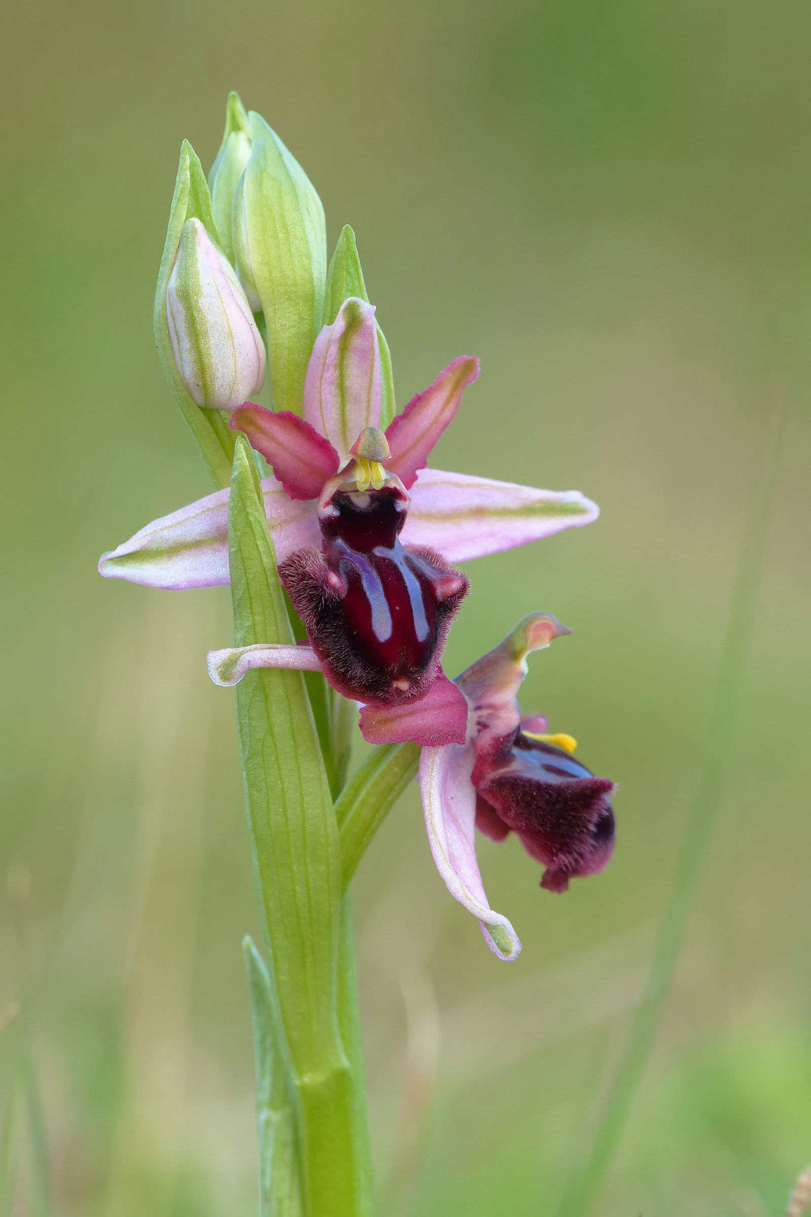 Ophrys sipontensis