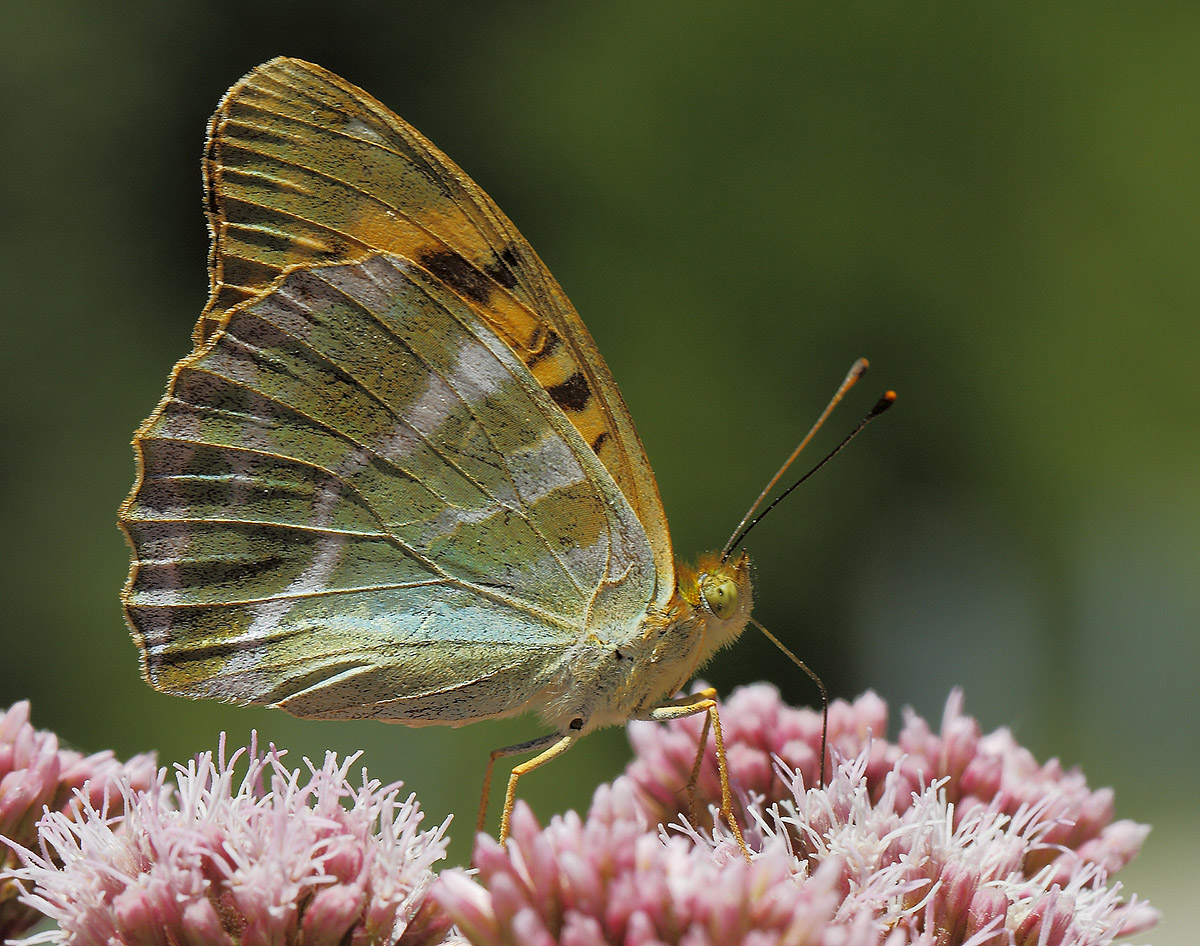 Argynnis paphia