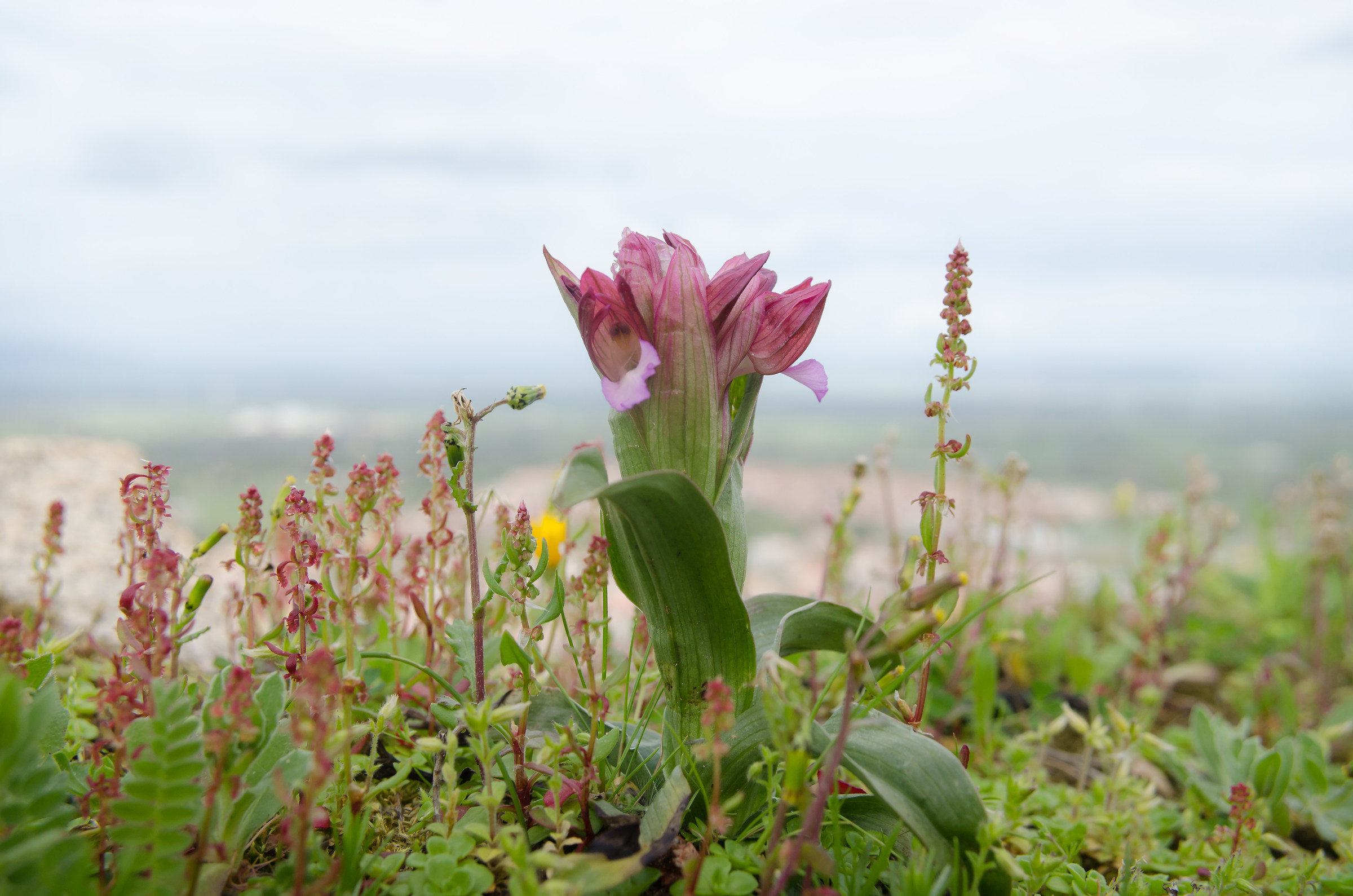 orchis papilionacea