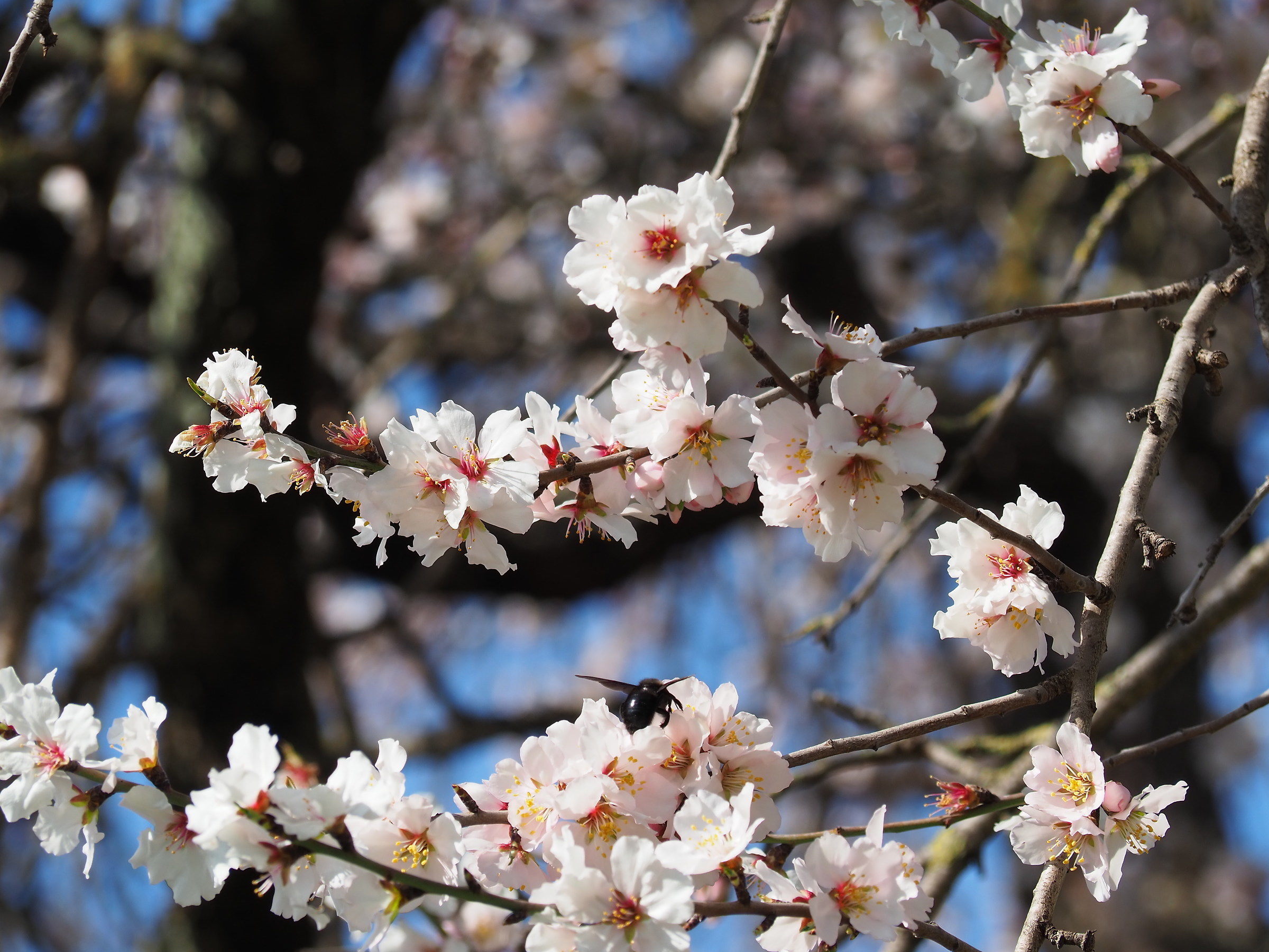 Risveglio di morte (Awakening death)