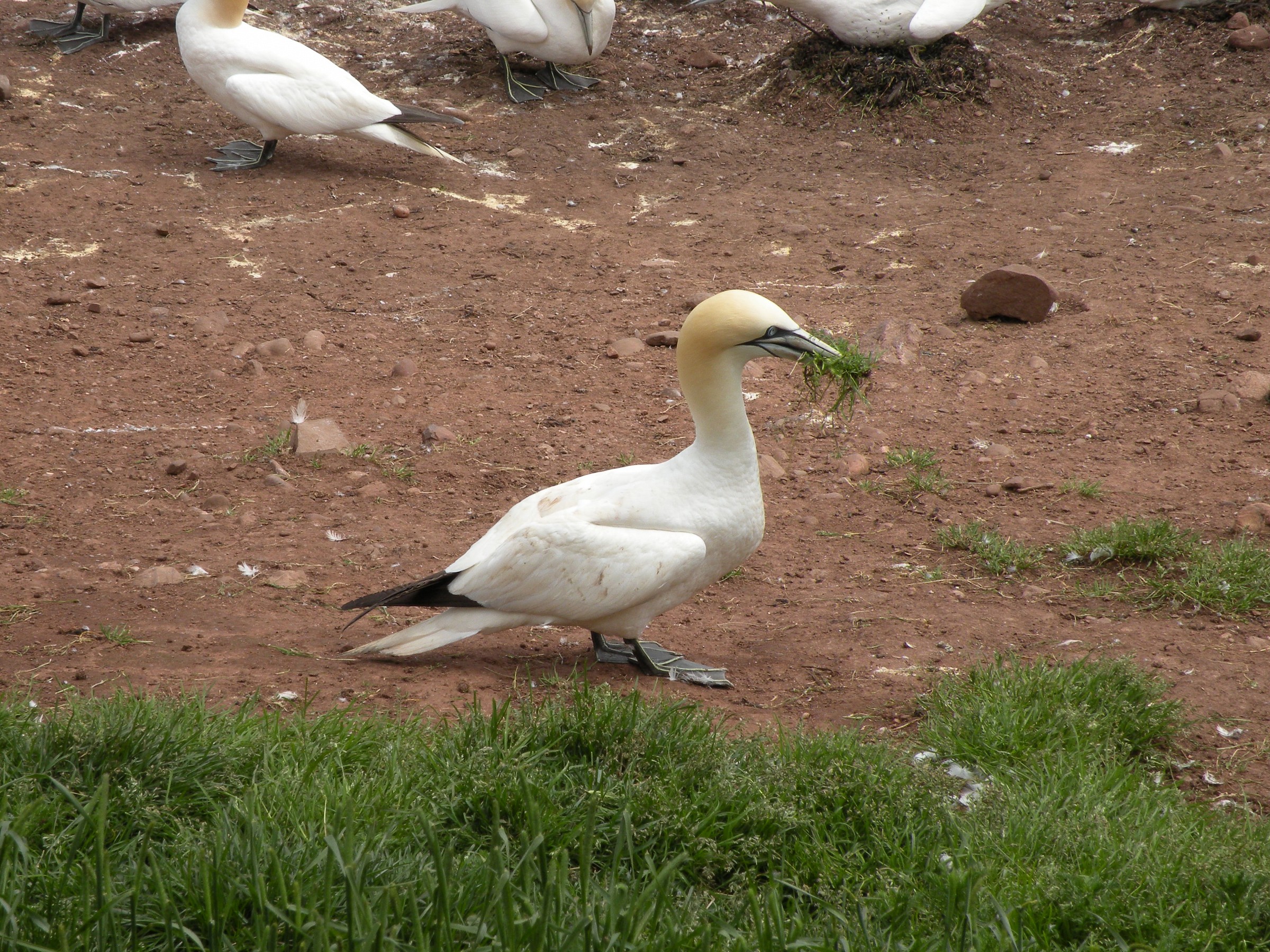 I also have to make their nests ....