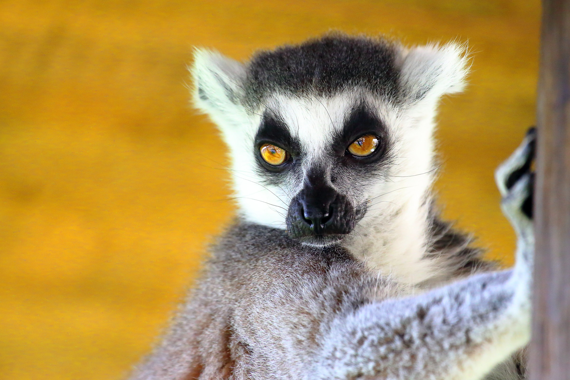 Pensive lemur