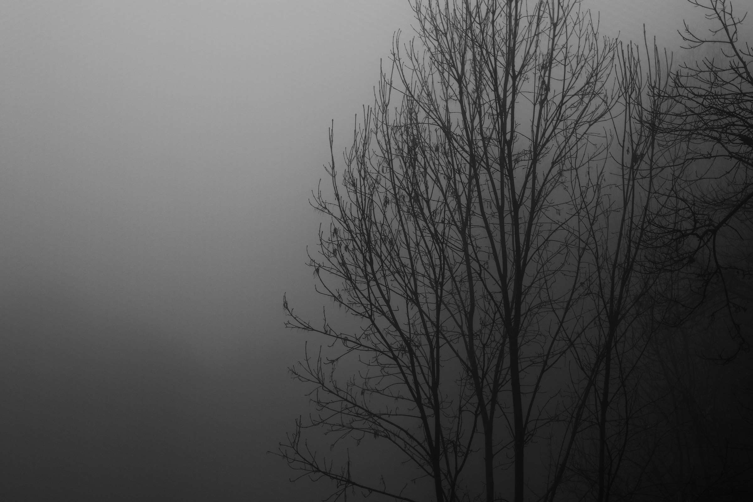 Nebbia 1
