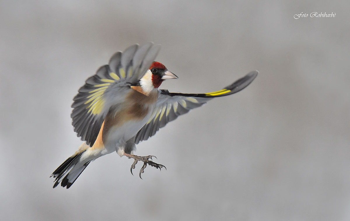 Cardellino...aggressivo...