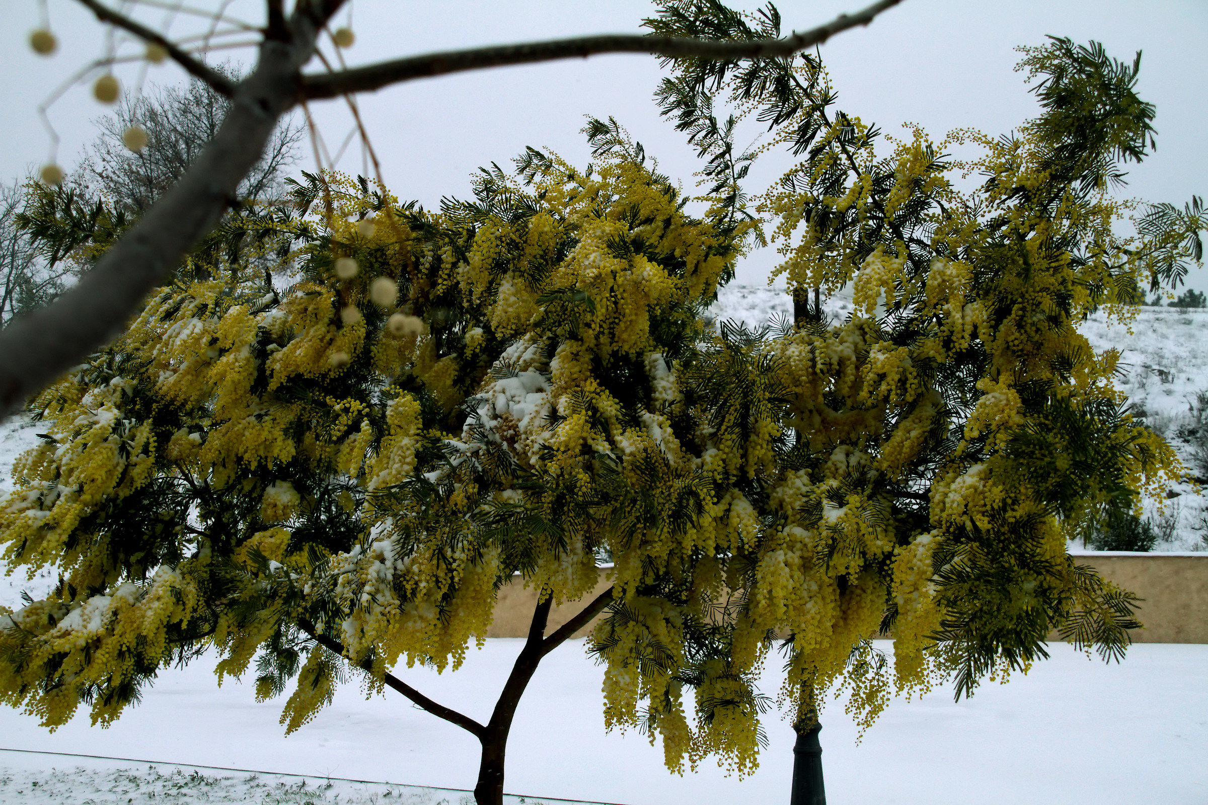 ... the mimosa tree and the snow