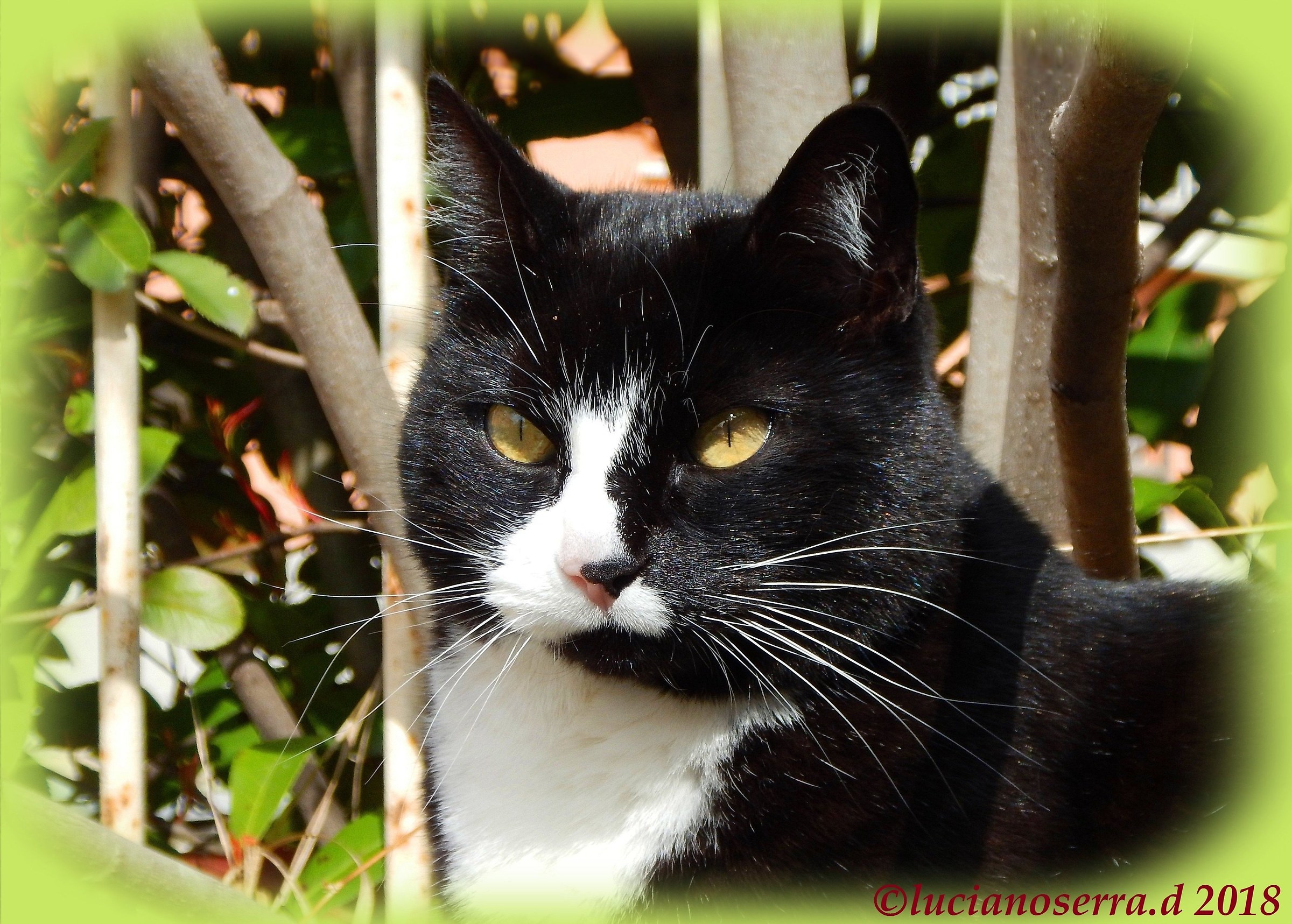 L'altra figlia della Micina