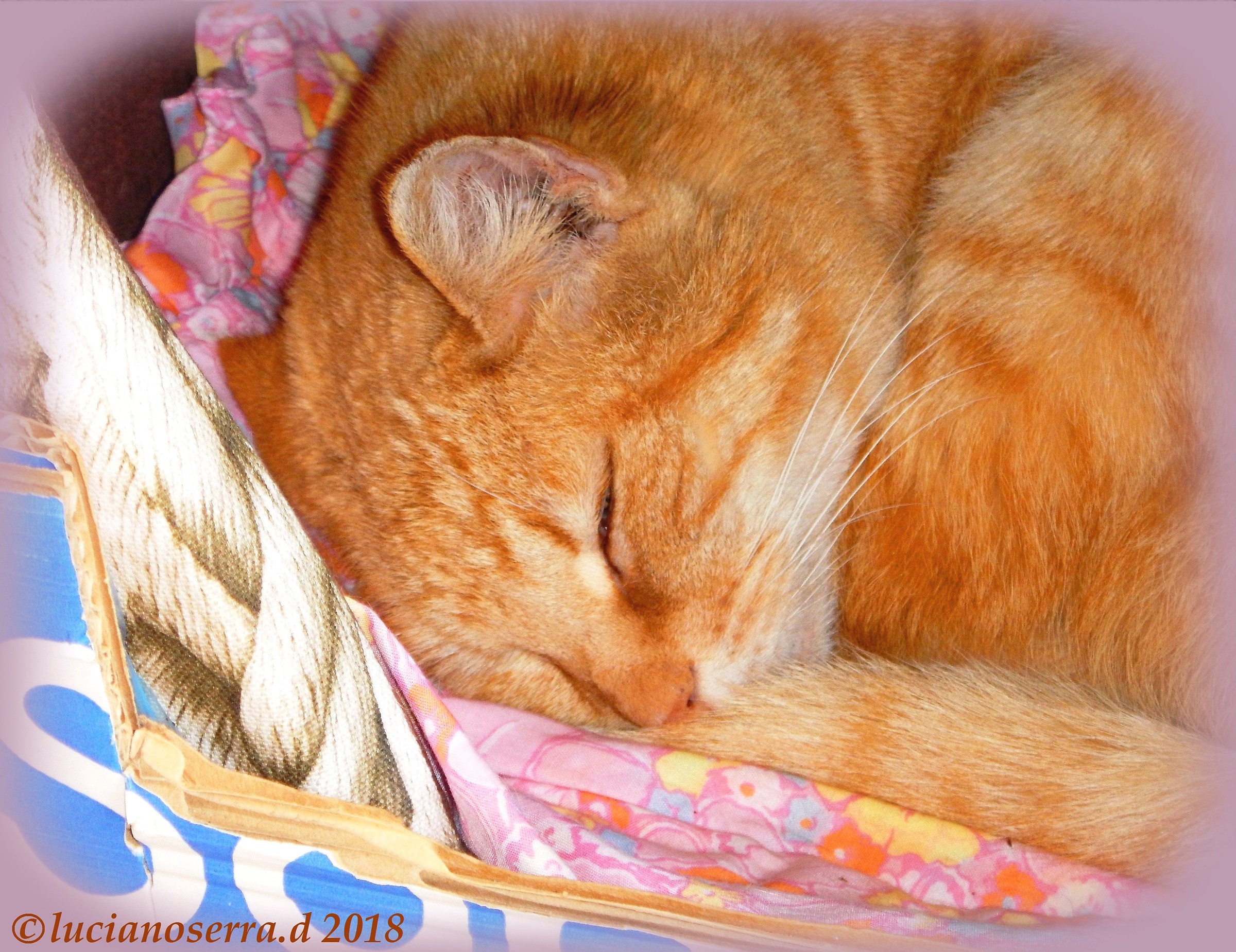 Beniamino si riposa... dopo il pranzetto...