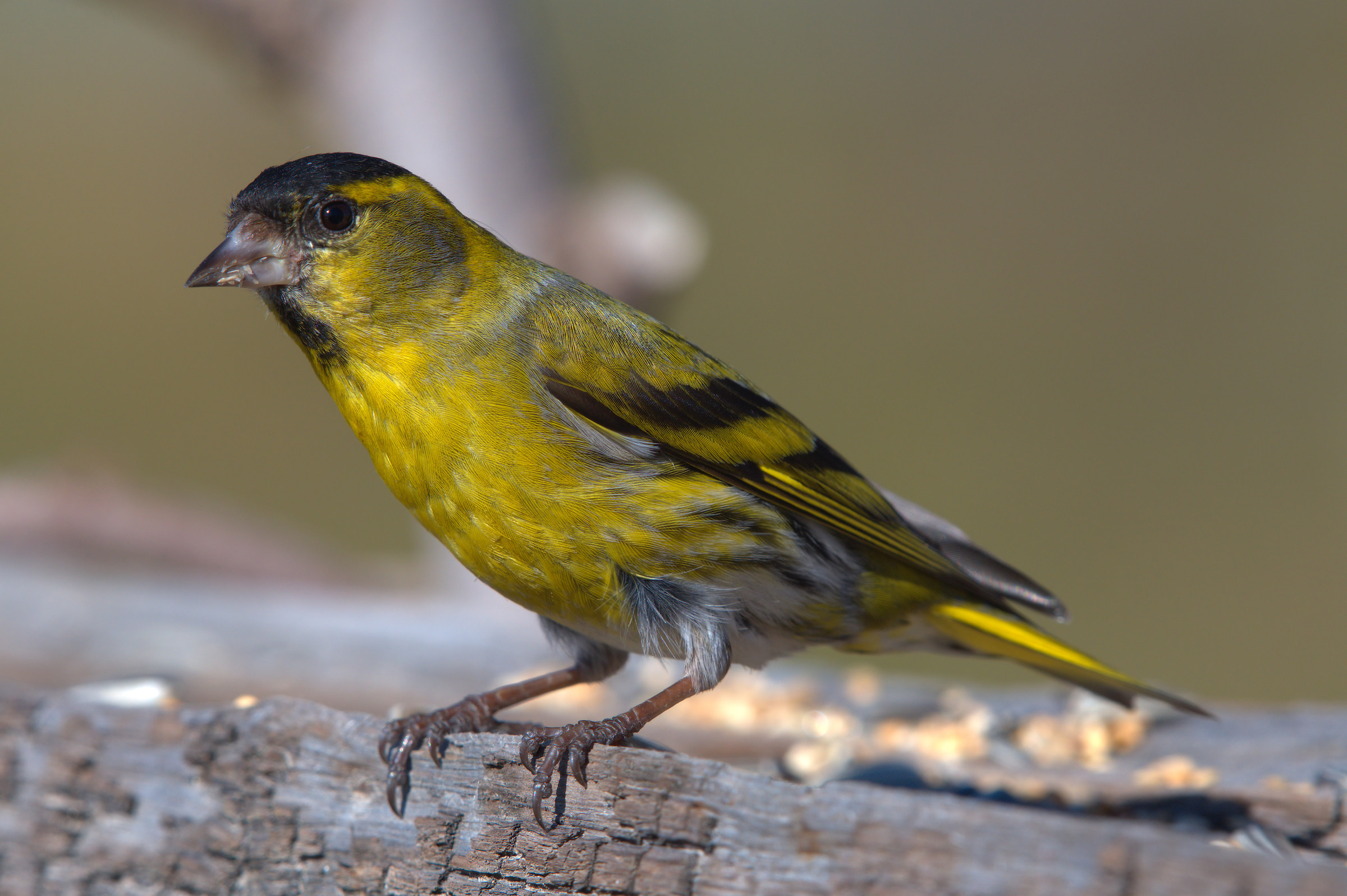 Male siskin