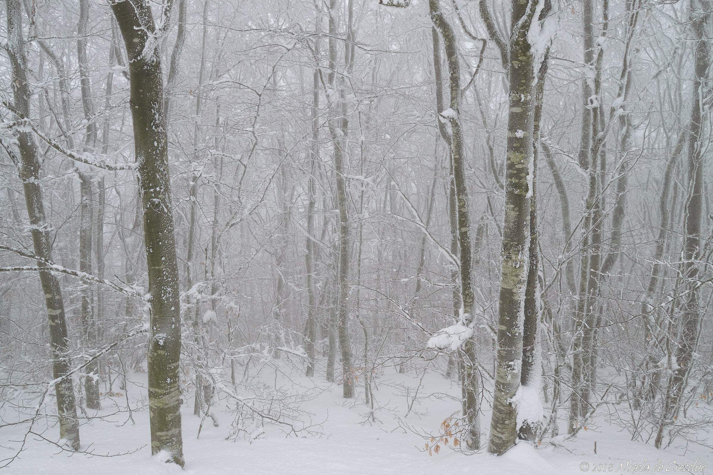 The wood and the magic of the nve