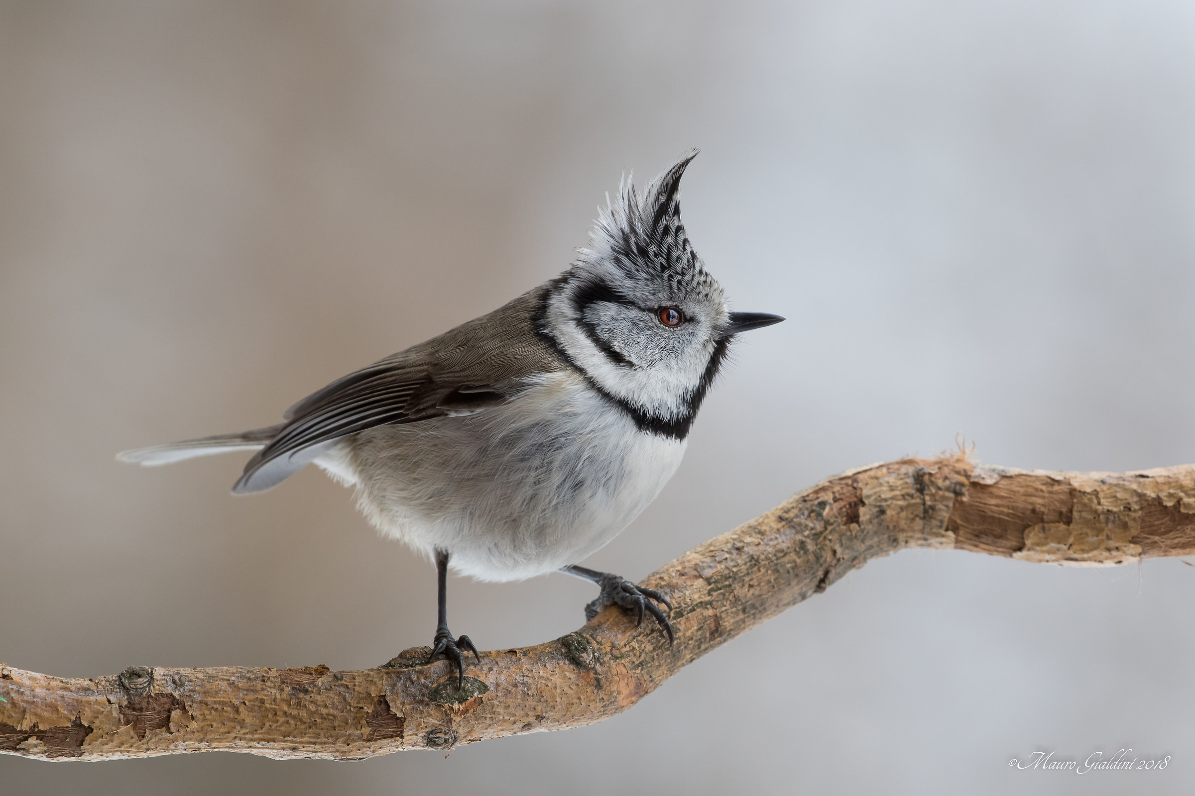 Crested tit
