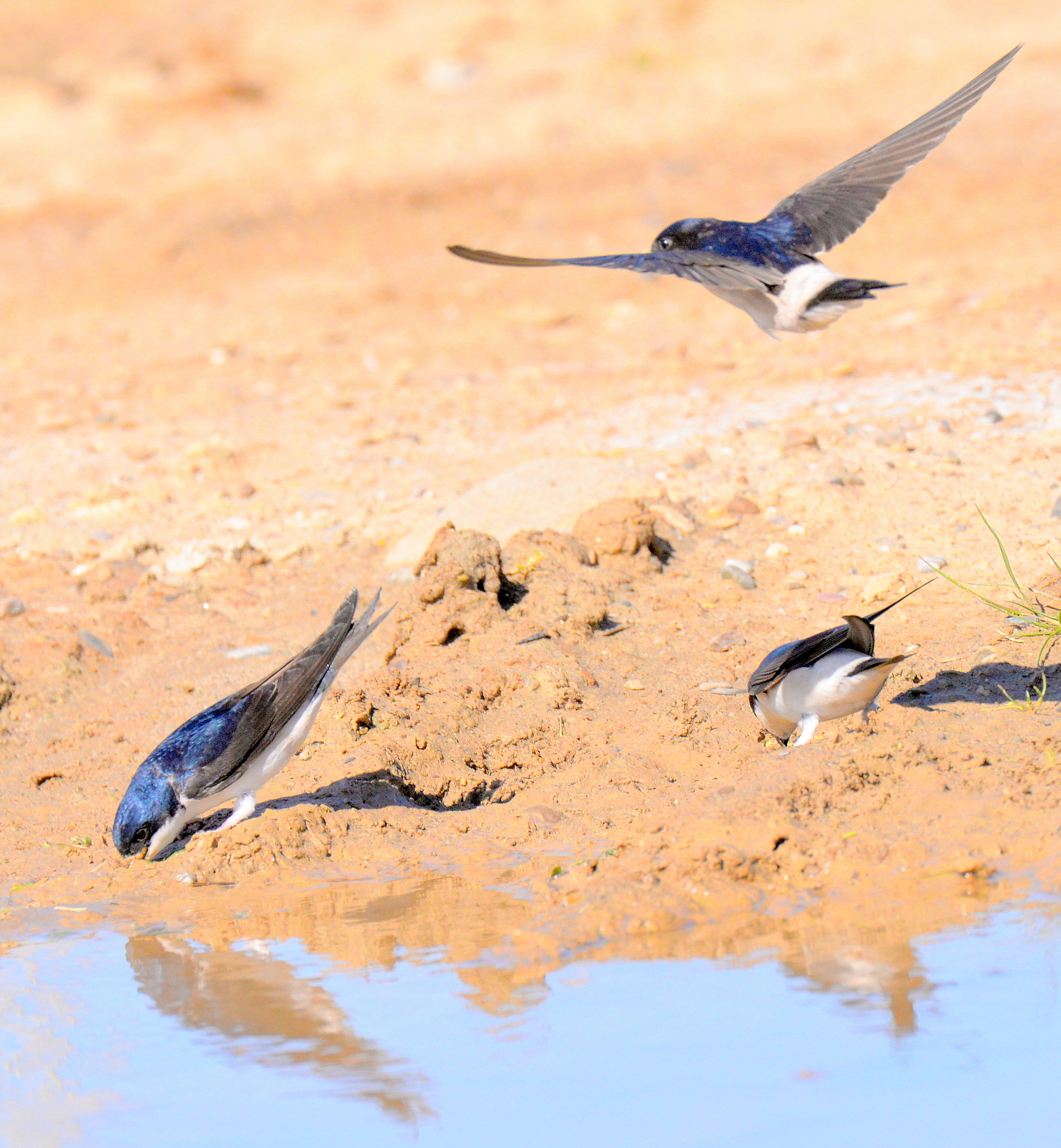 balestrucci muratori