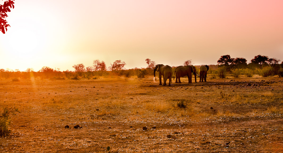 Elefanti al crepuscolo