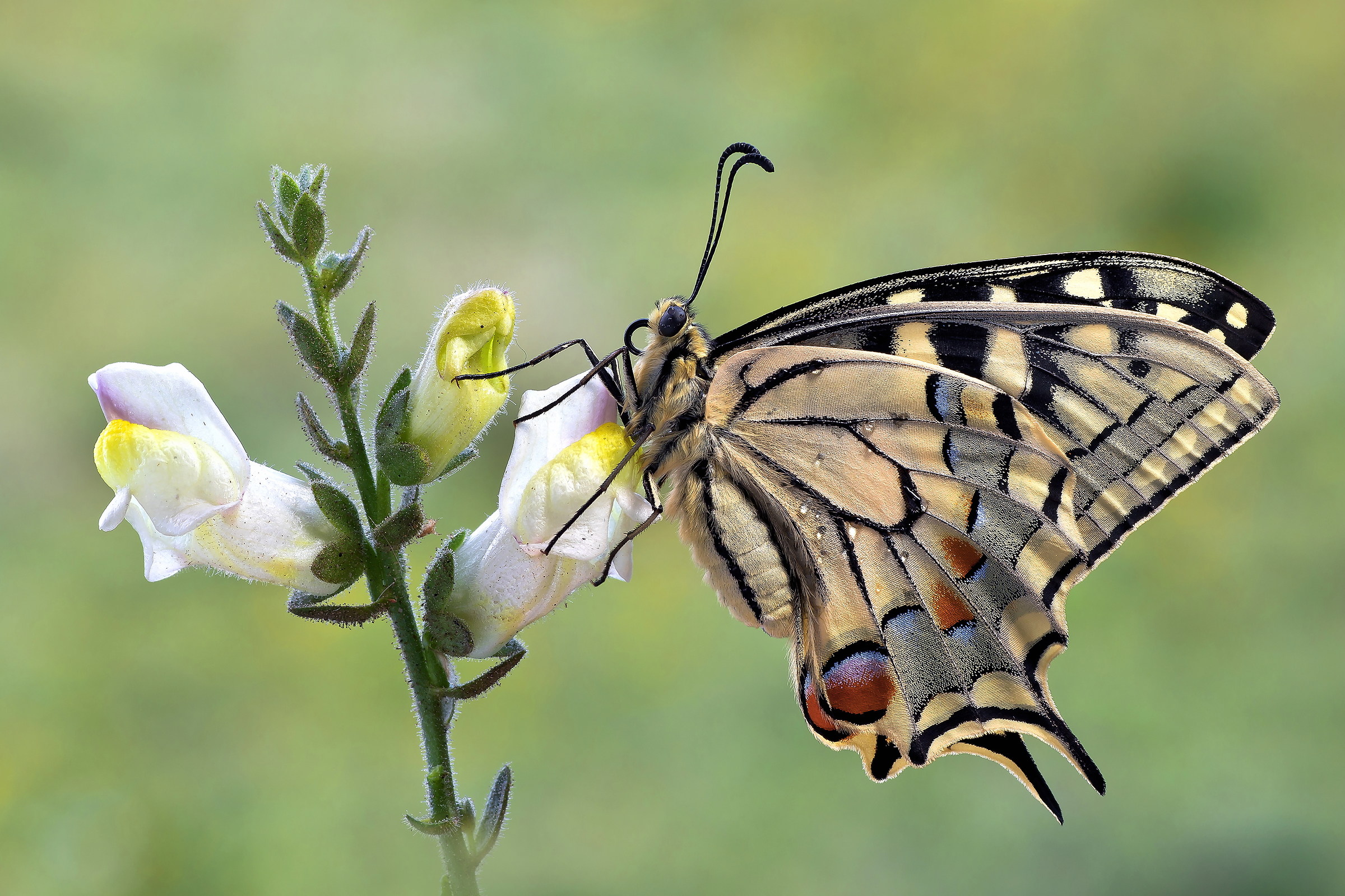 Papilio Machaon.