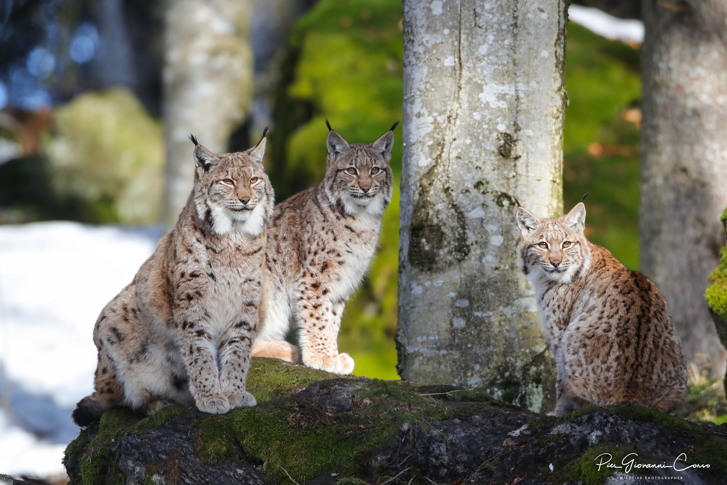 Lince europea