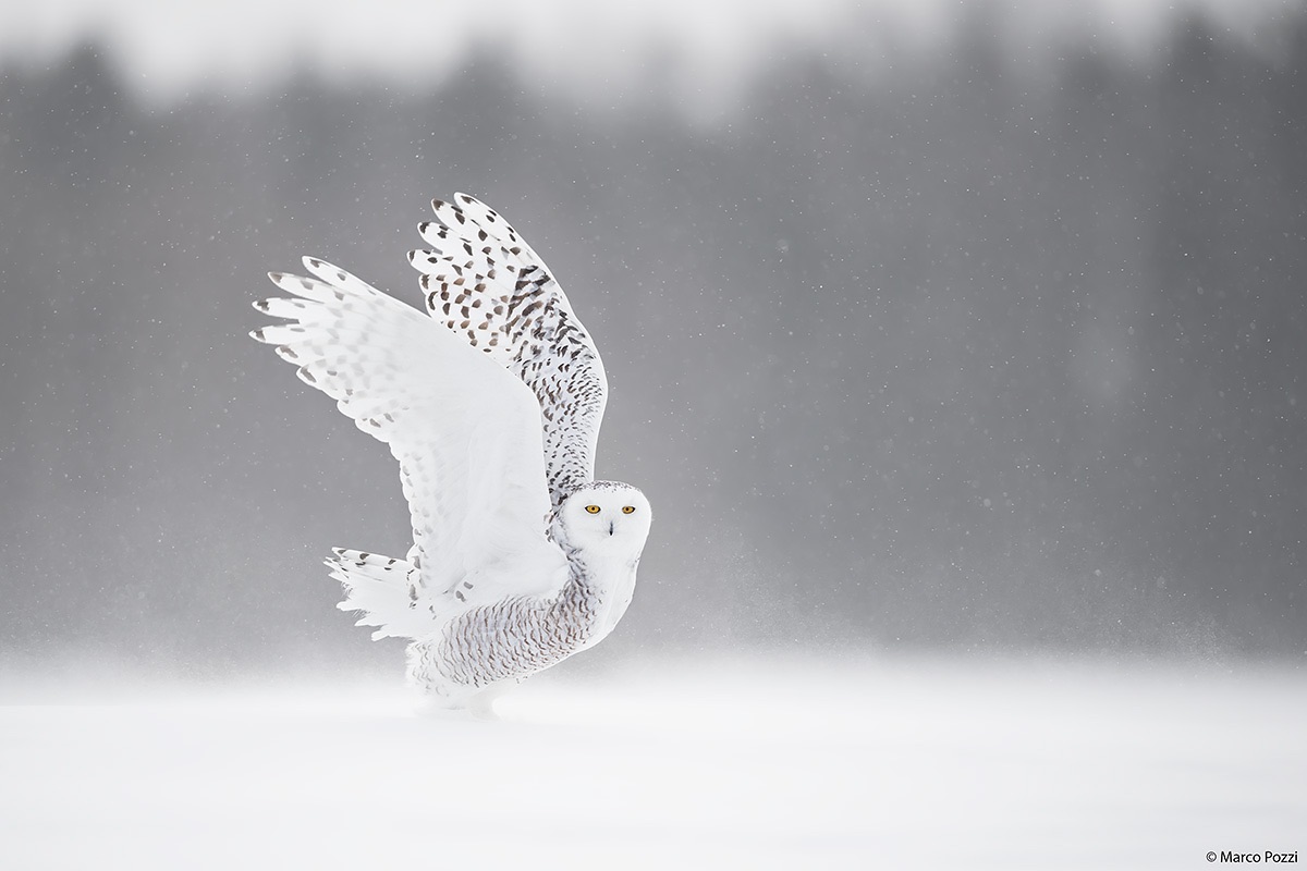 Il fantasma prende il volo