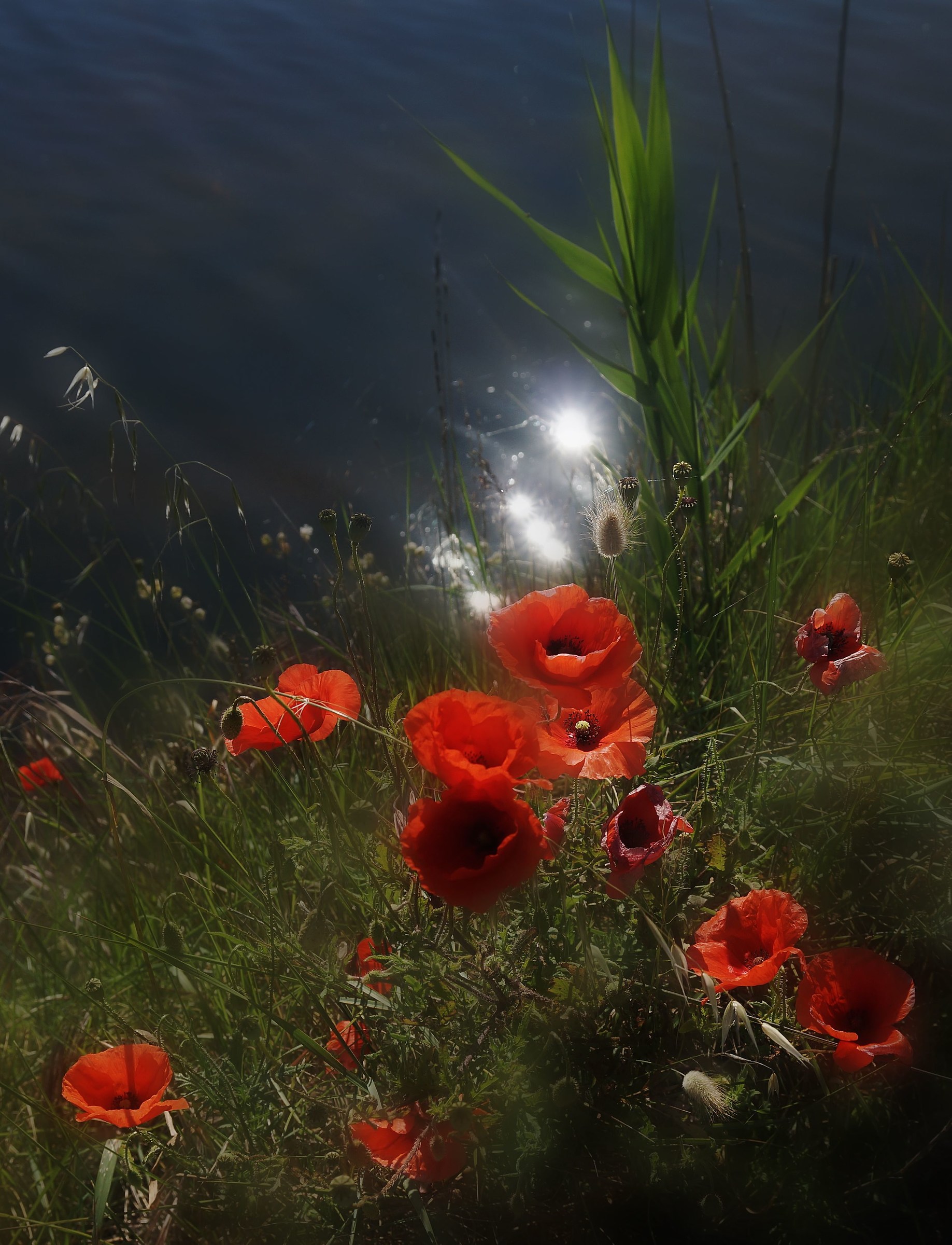 Backlight on the water.