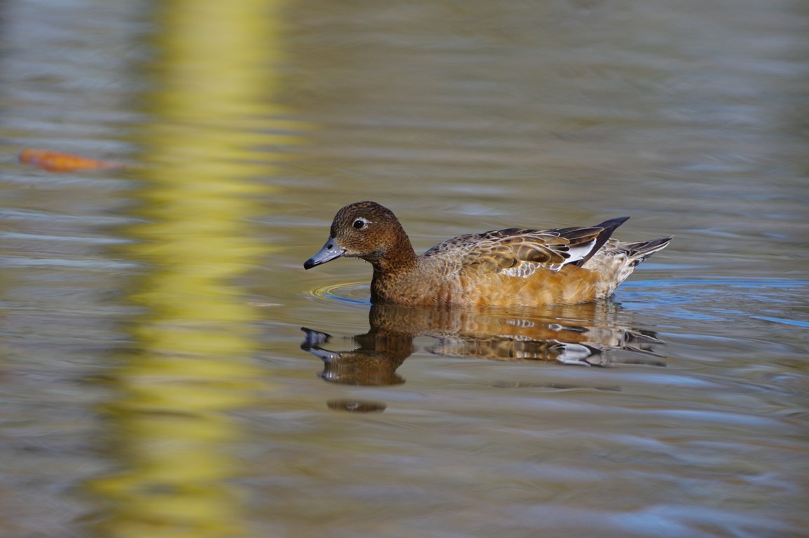 Widgeon & female; (Anas penelope)