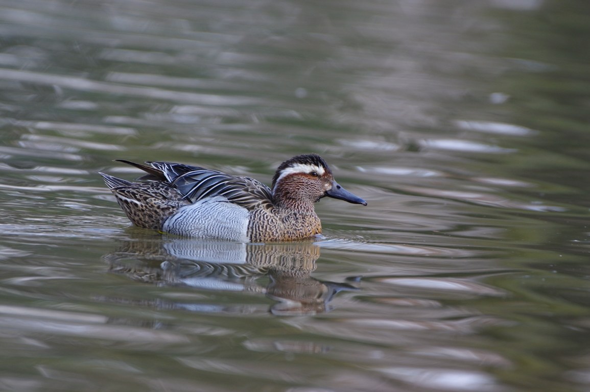 Marzaiola m. (Anas querquedula)