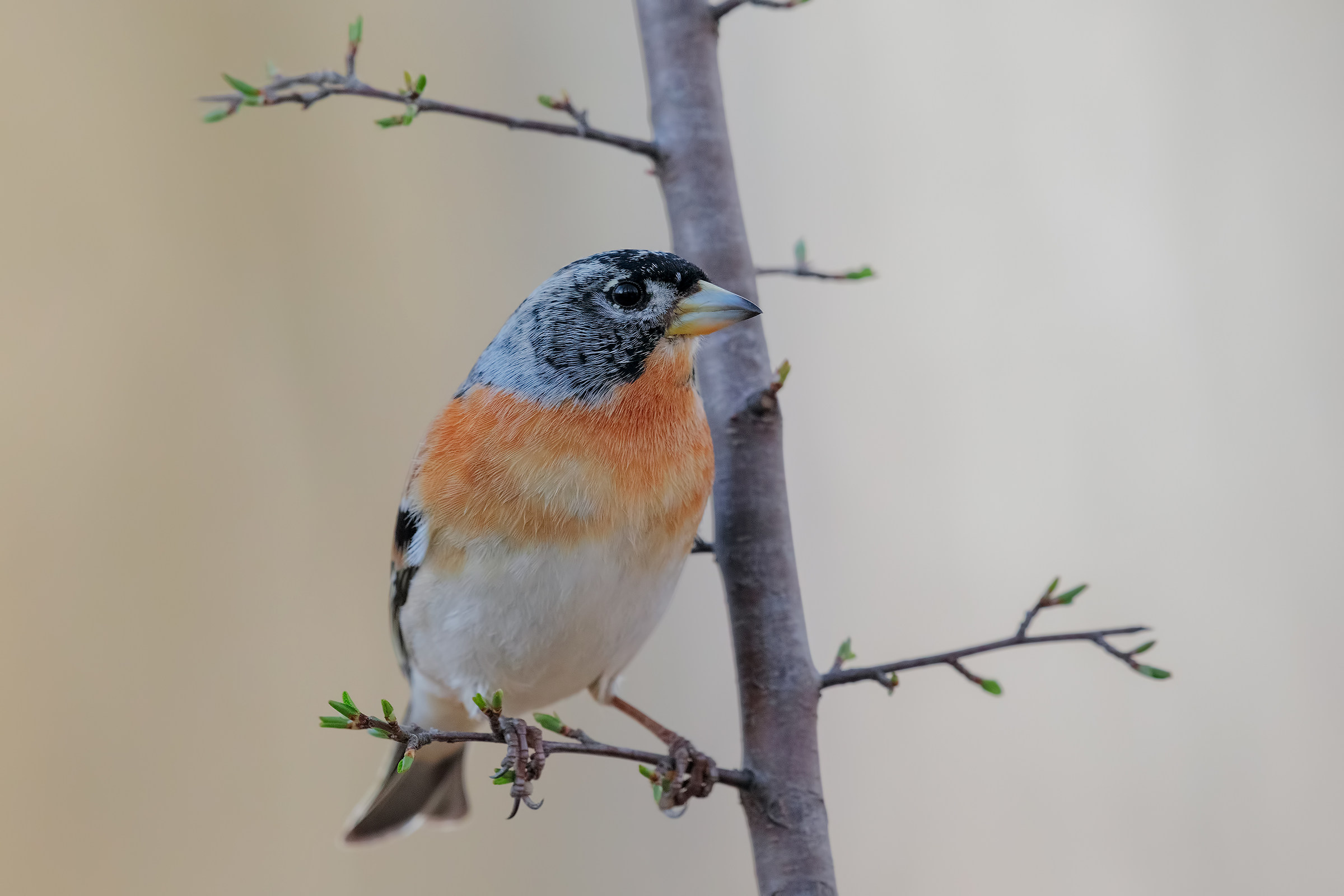 Peppola..la primavera è alle porte...