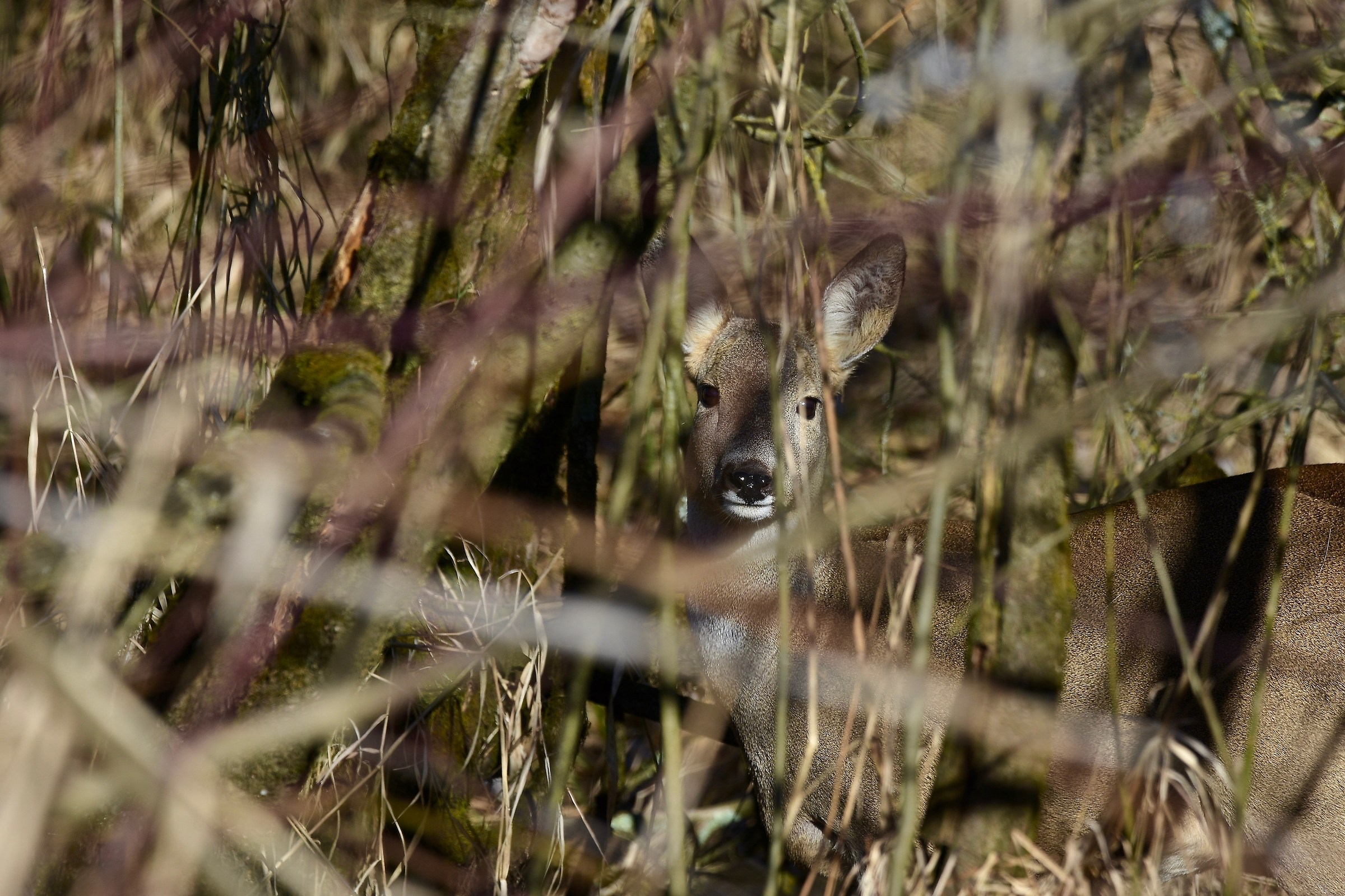 a wonderful minute to watch us