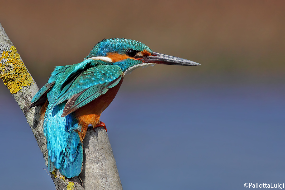 Martin pescatore (Alcedo atthis)