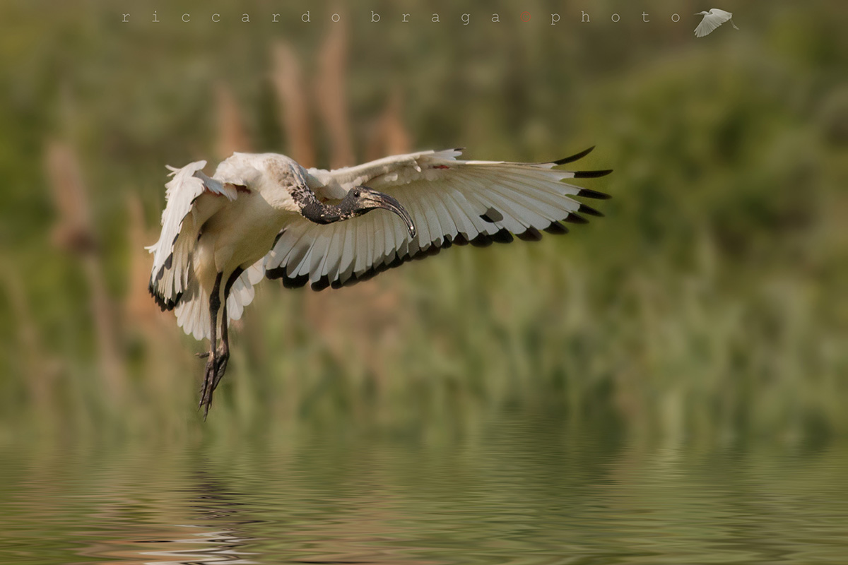 Sacred Ibis