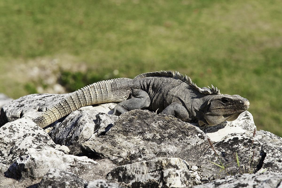 Iguana