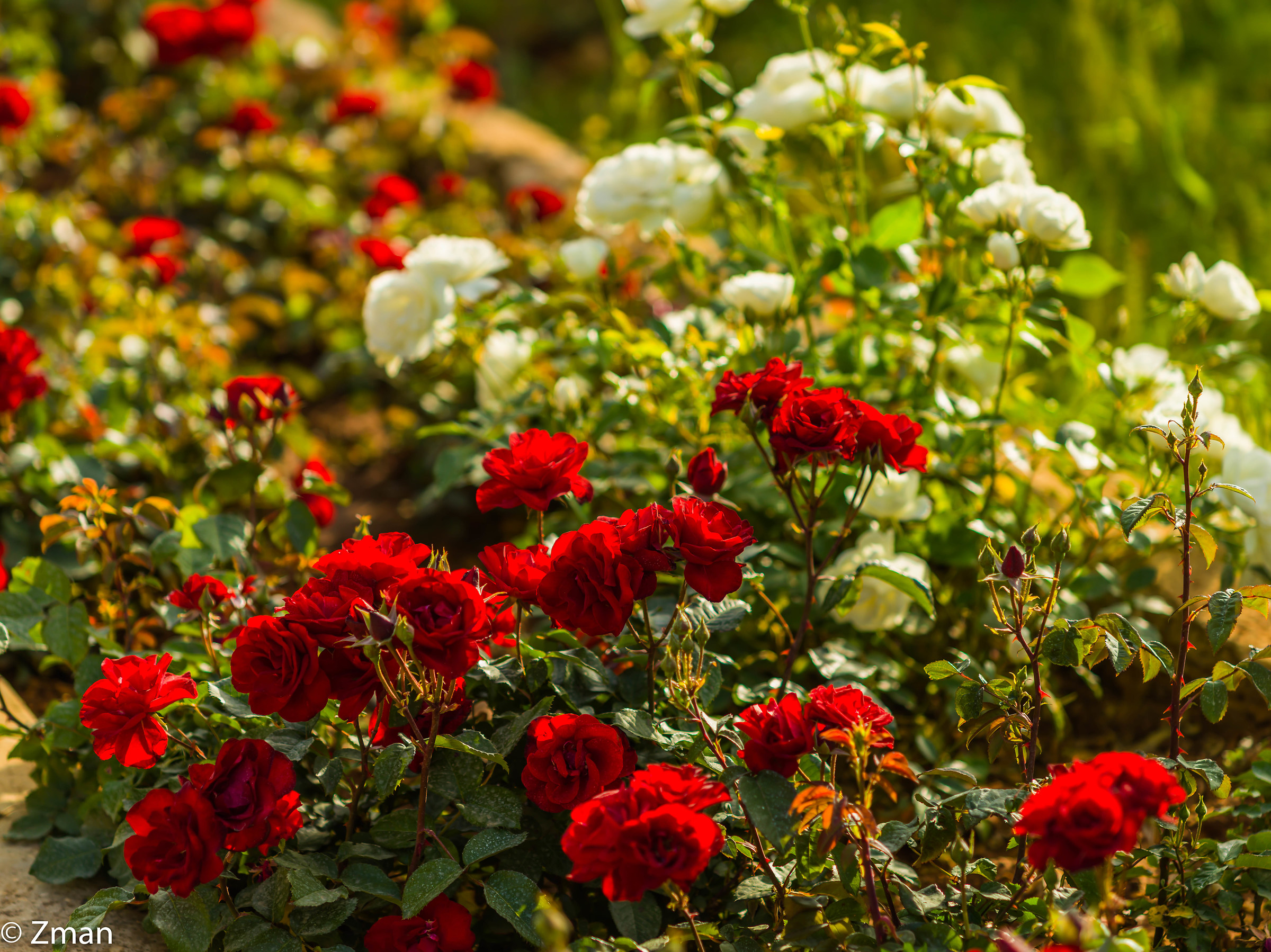 Rose rosse e bianche