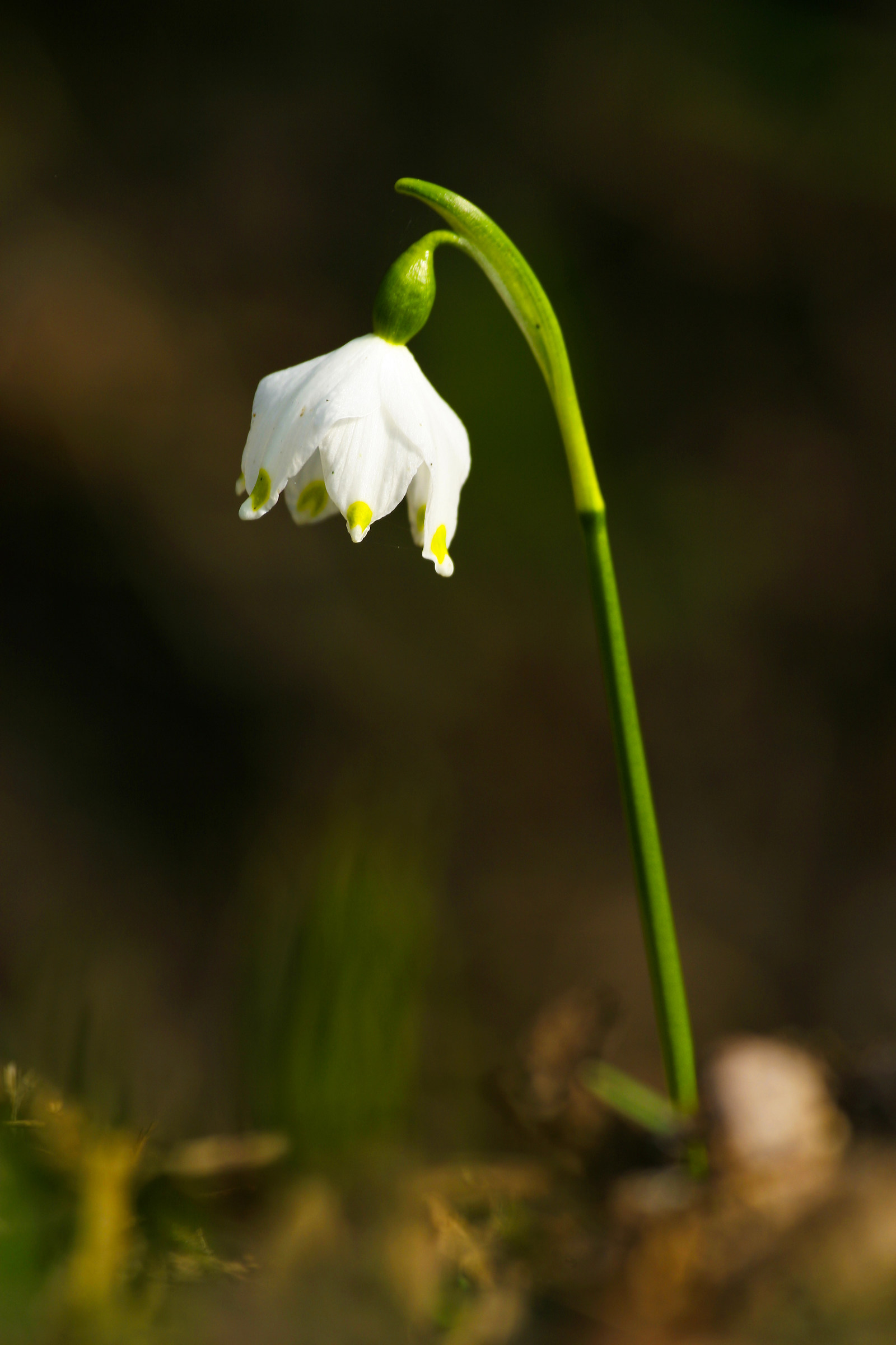 Snowdrop