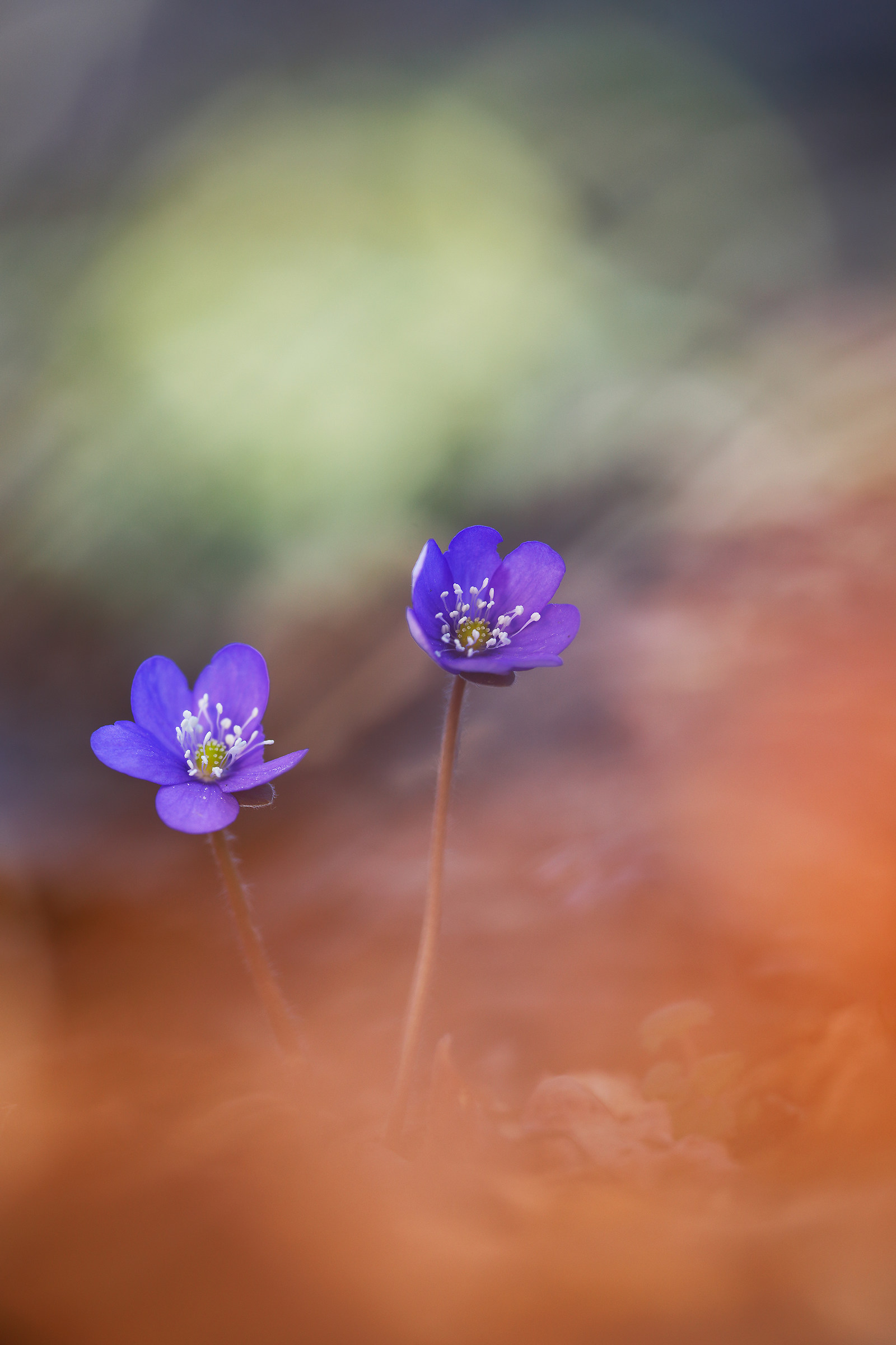 Hepatica nobilis