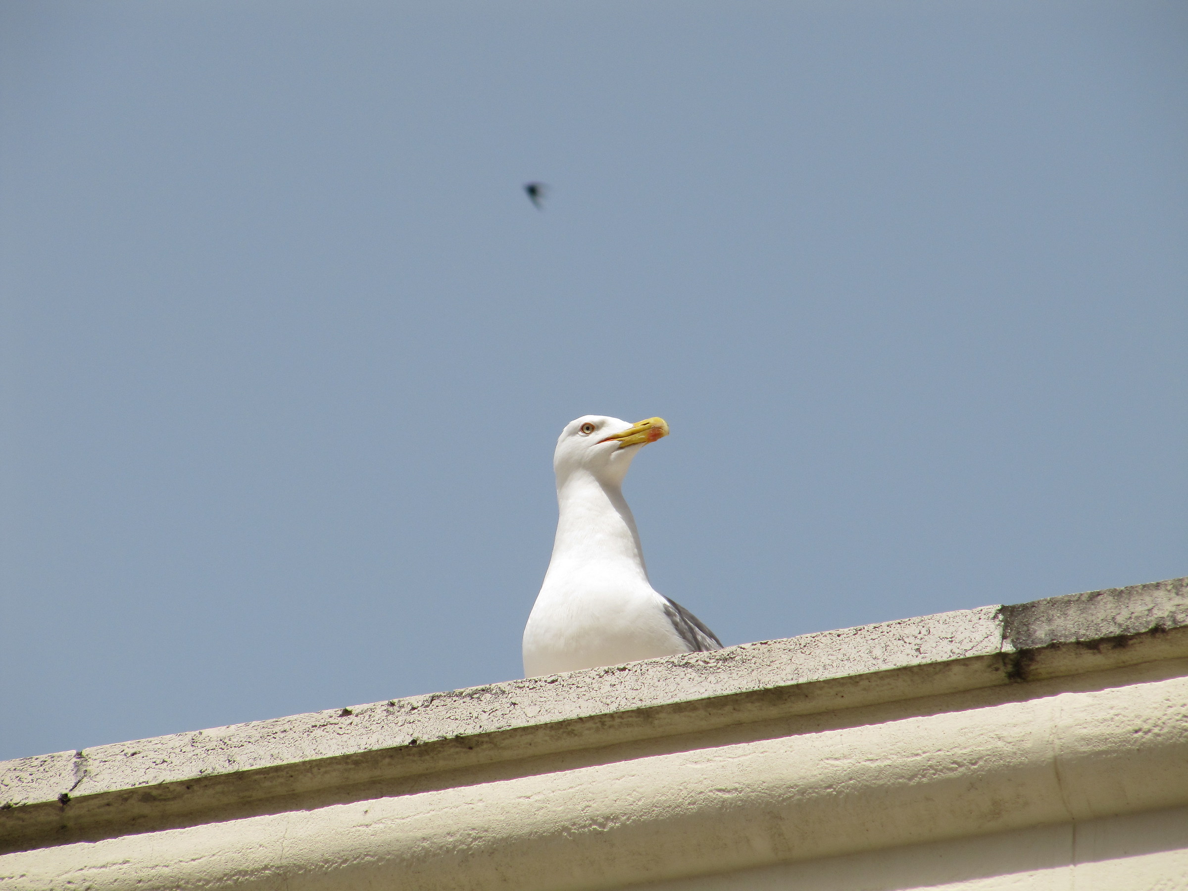 La piccola vedetta pennuta
