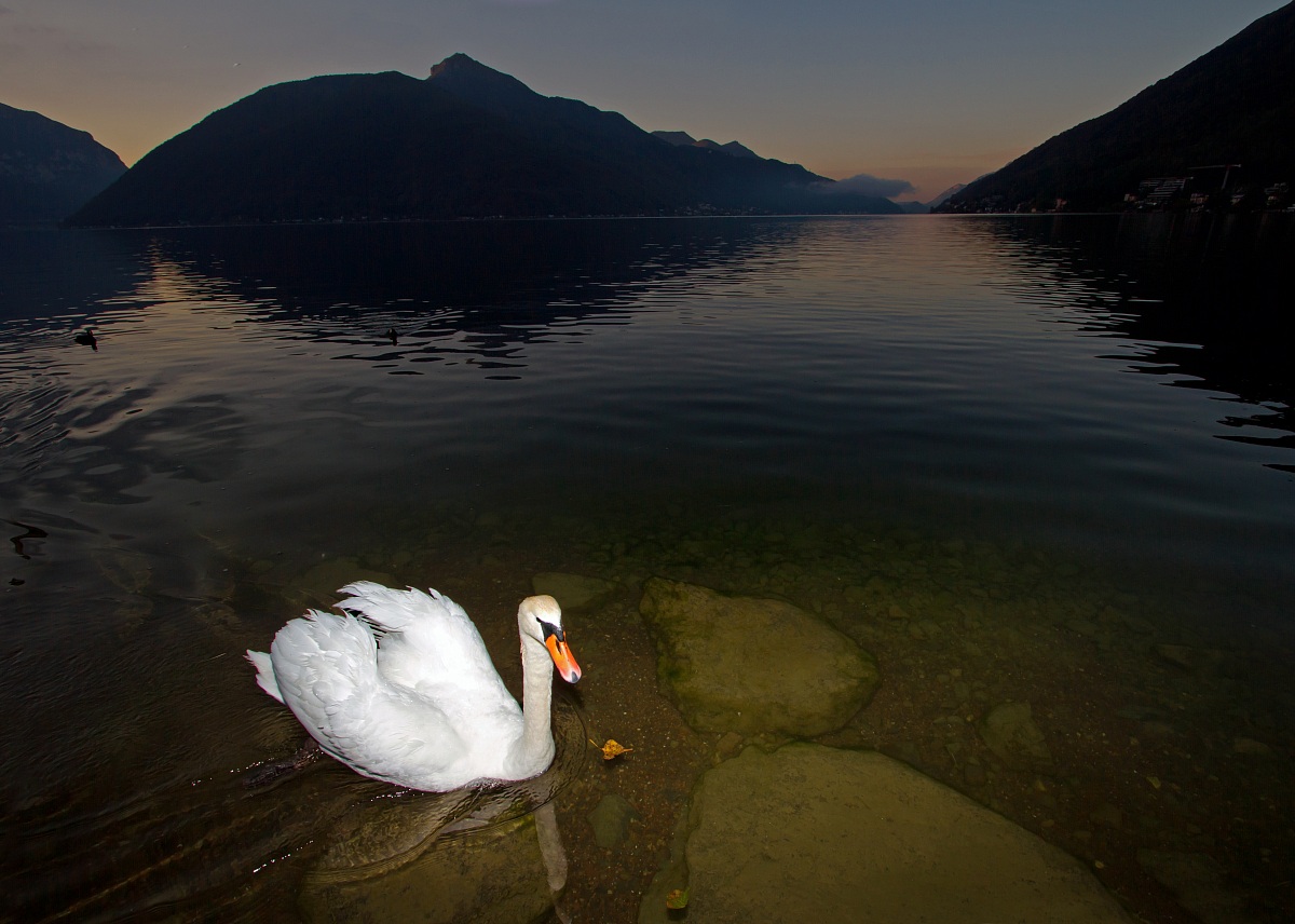 Sunrise with swans at Ponte diga di Melide, Switzerland