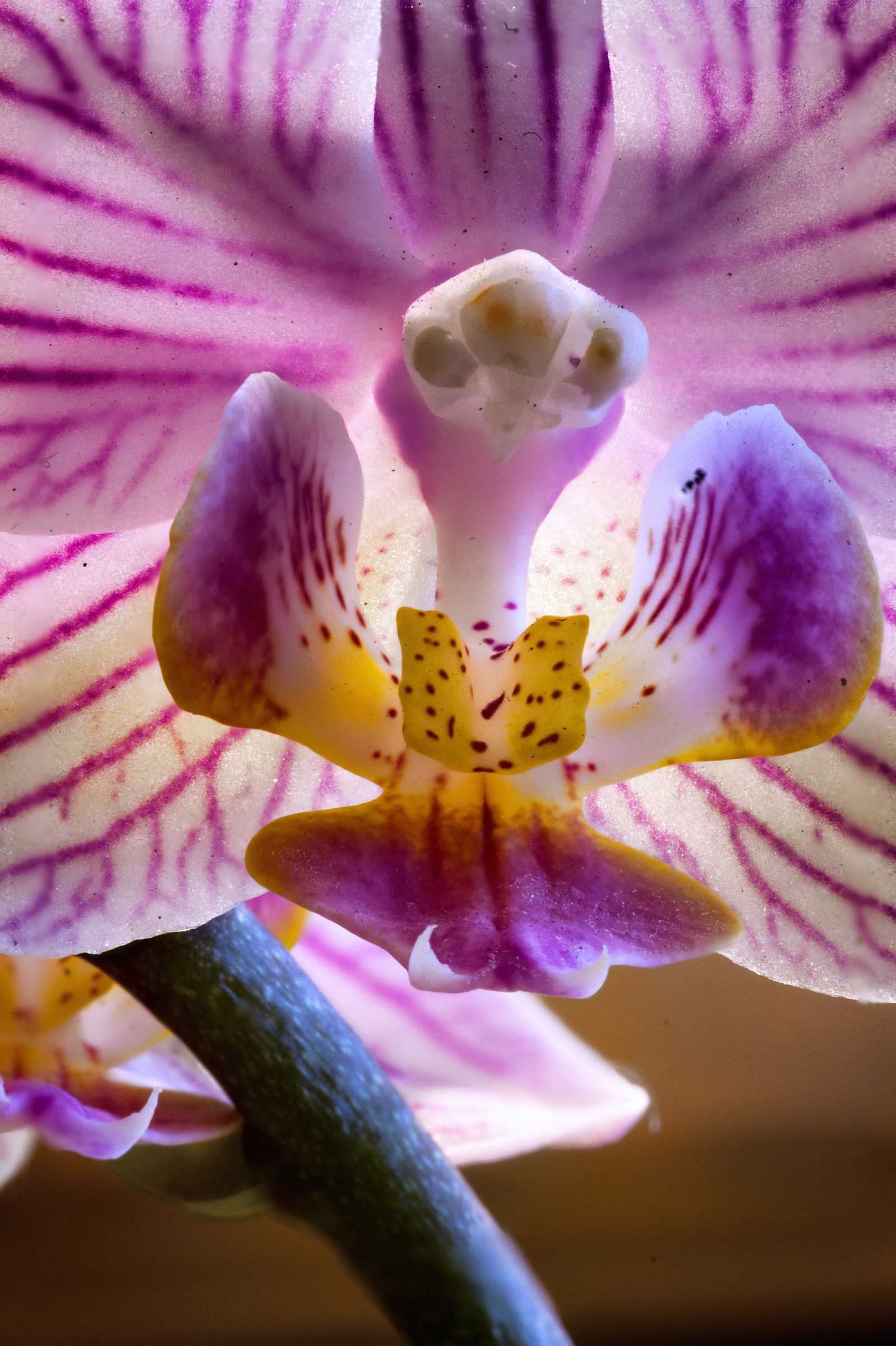 second fusion test and "improvement" with Nik