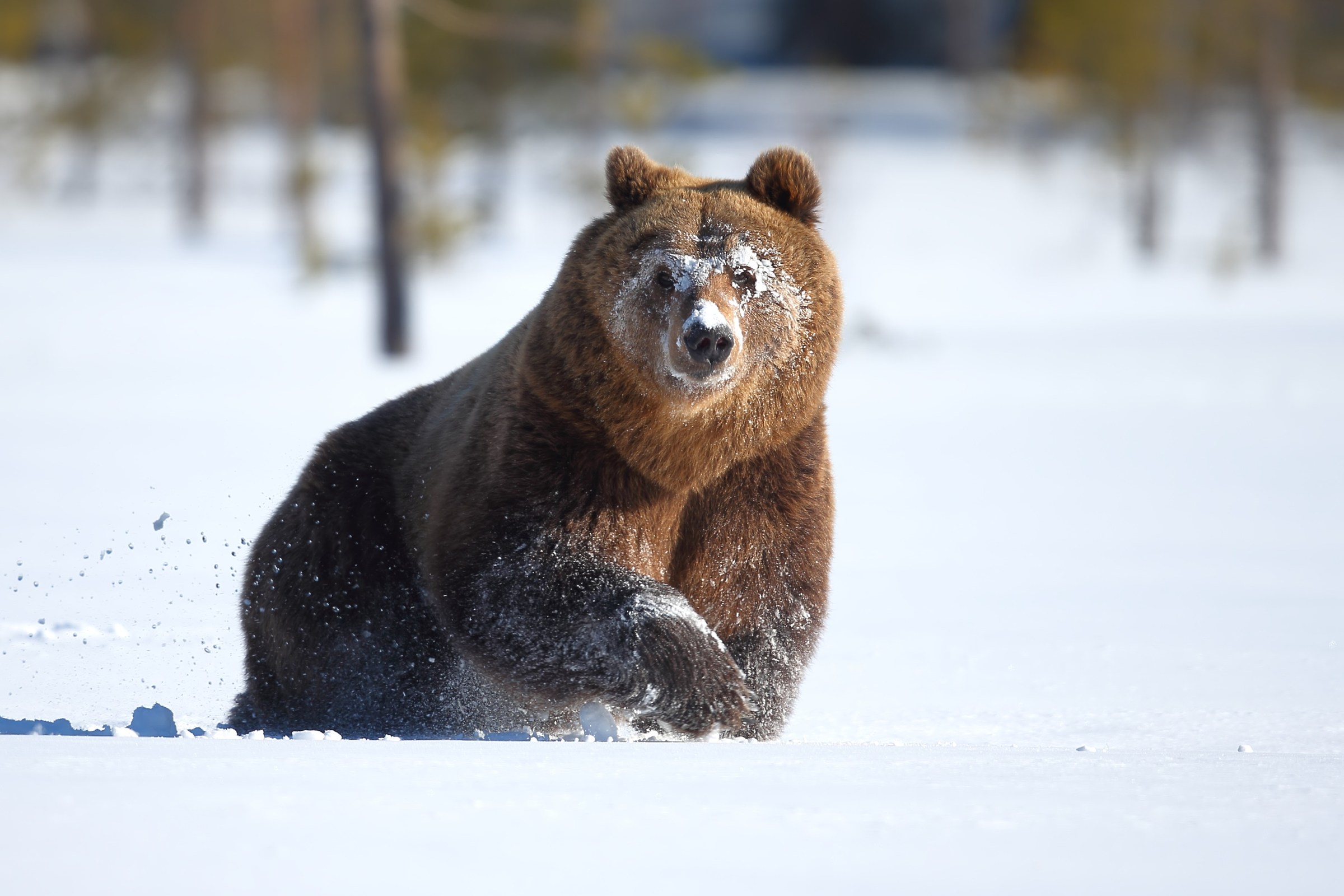 Simpatico pacioccone