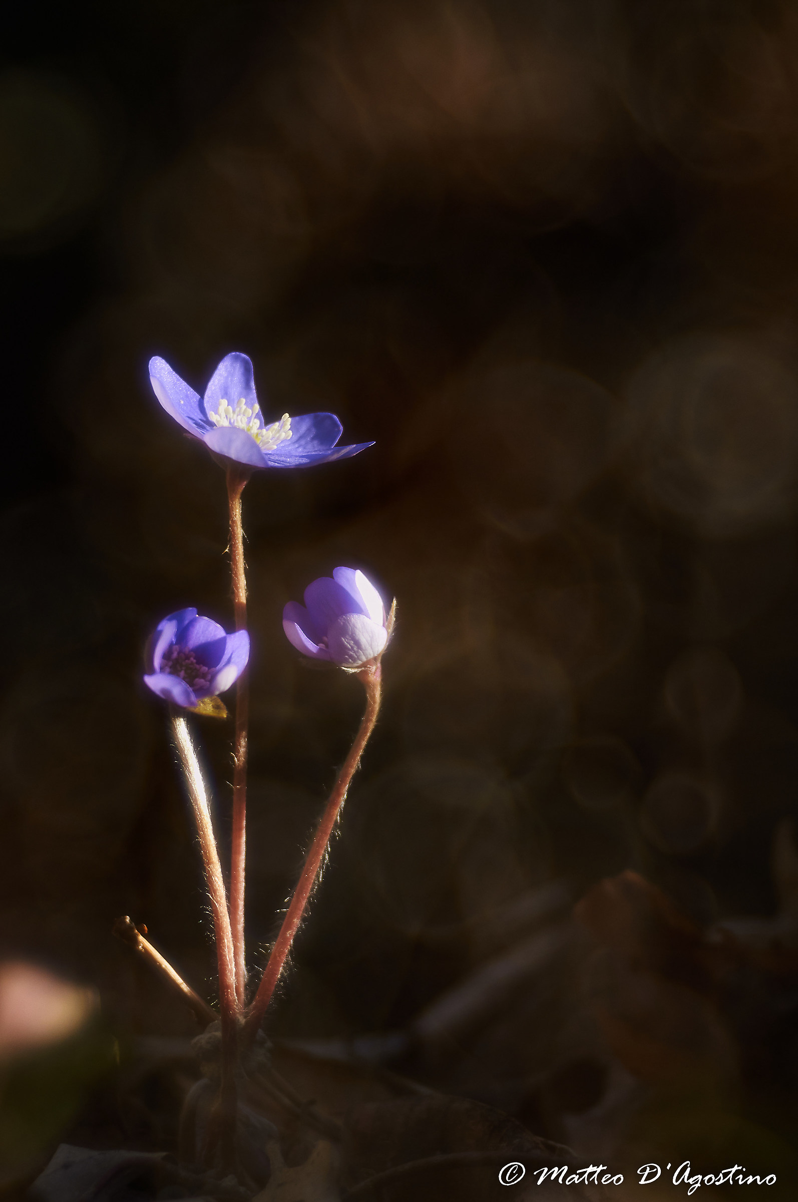 Una bella famigliola - Hepatica nobilis