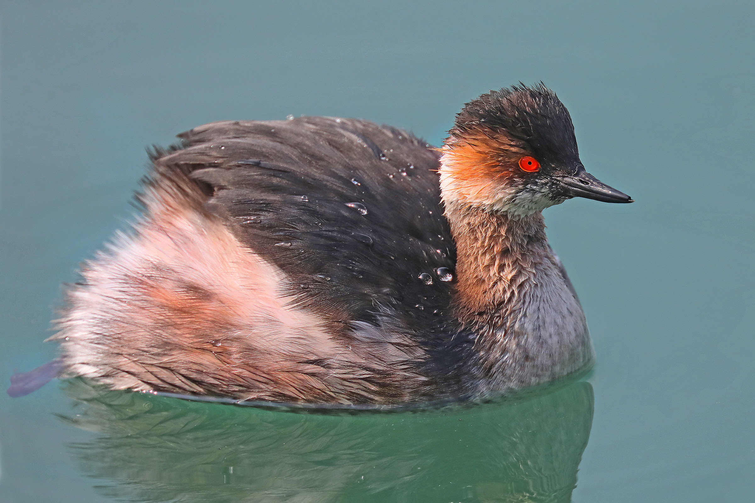 Small grebe