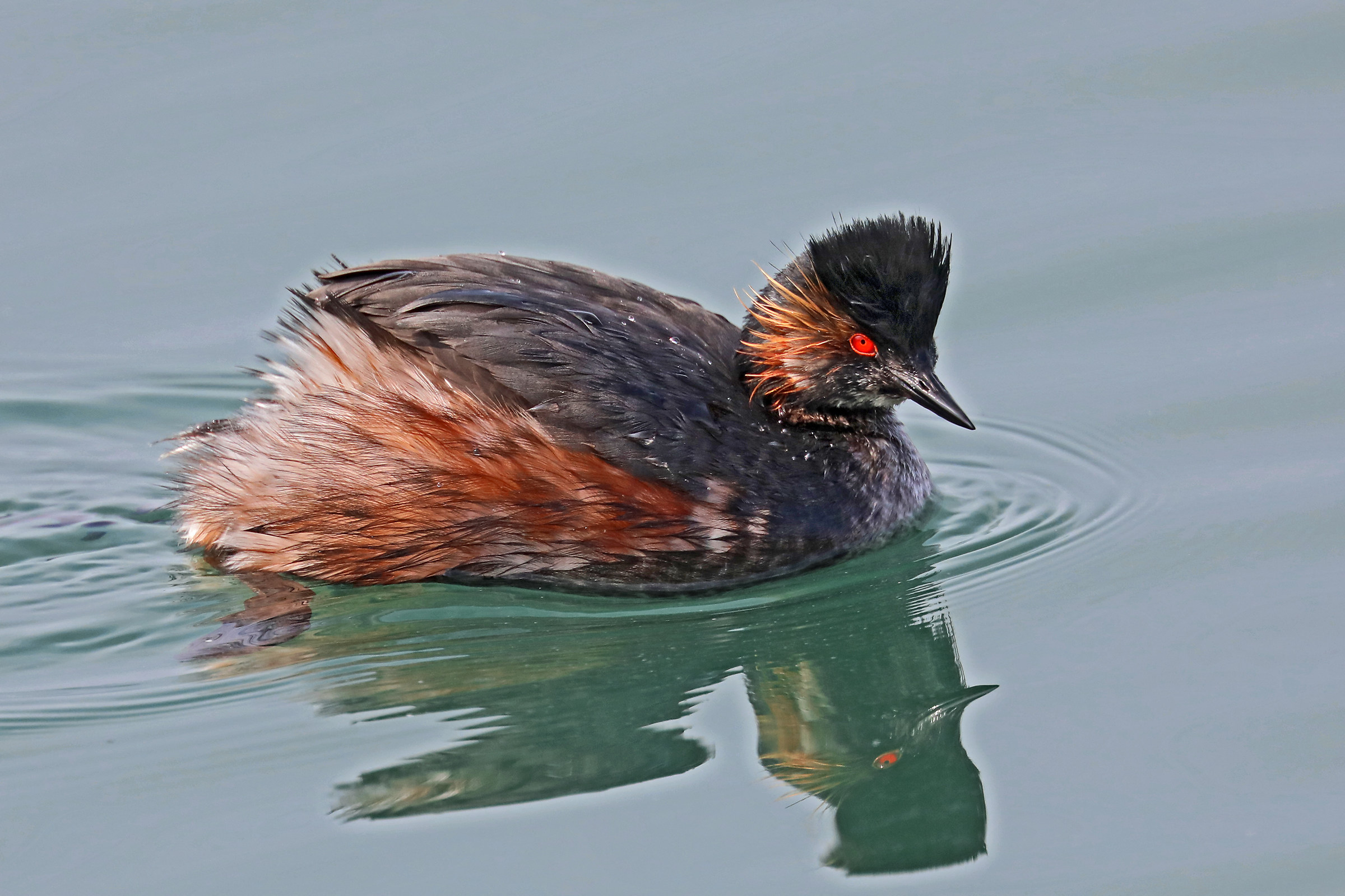 Small grebe