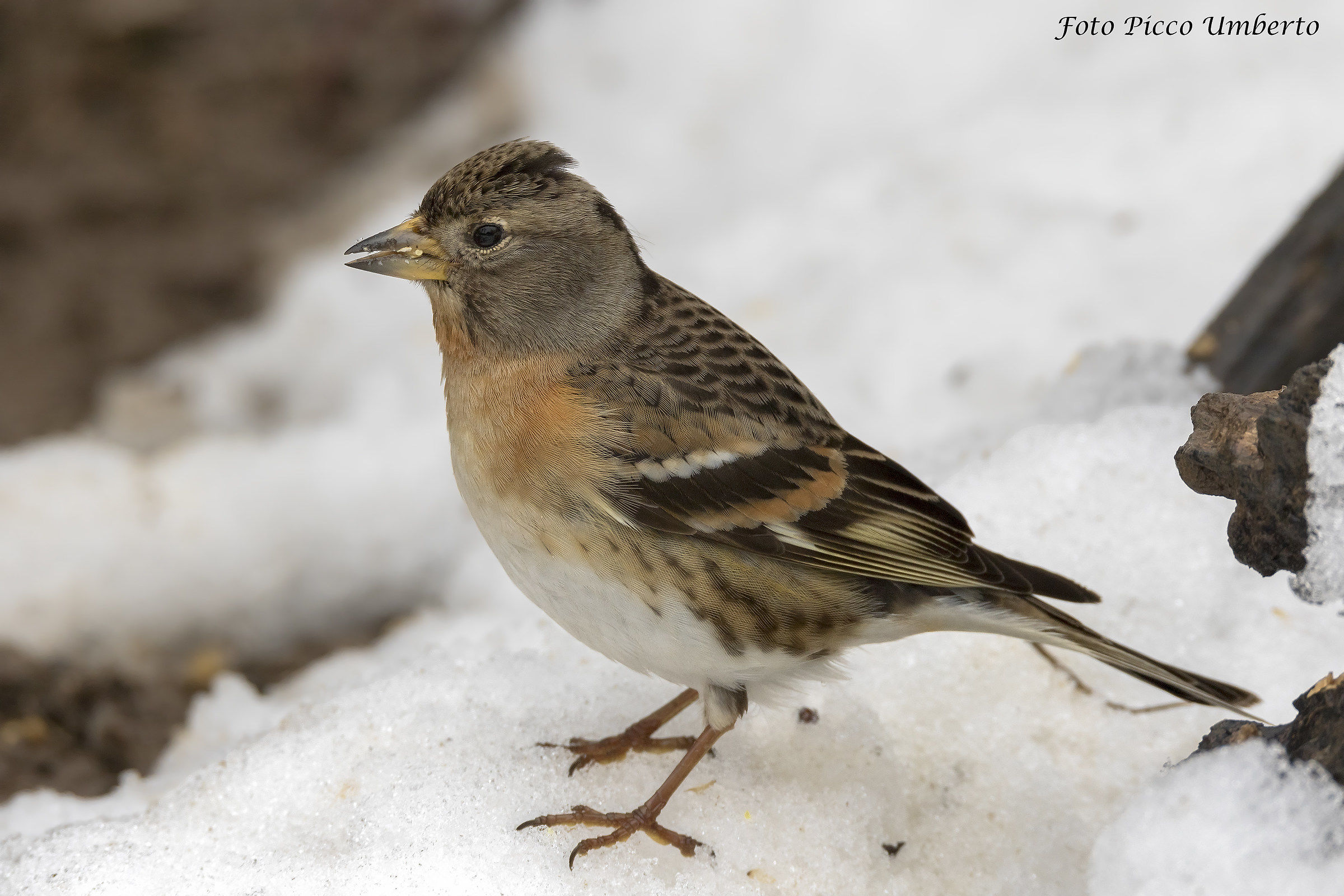 peppola in cerca di qualche seme sotto la neve