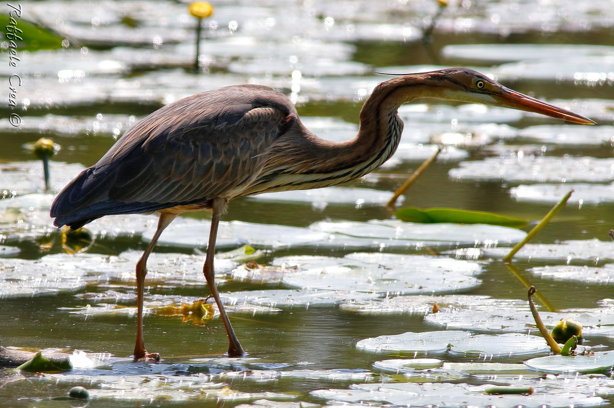 Red Heron in backlight